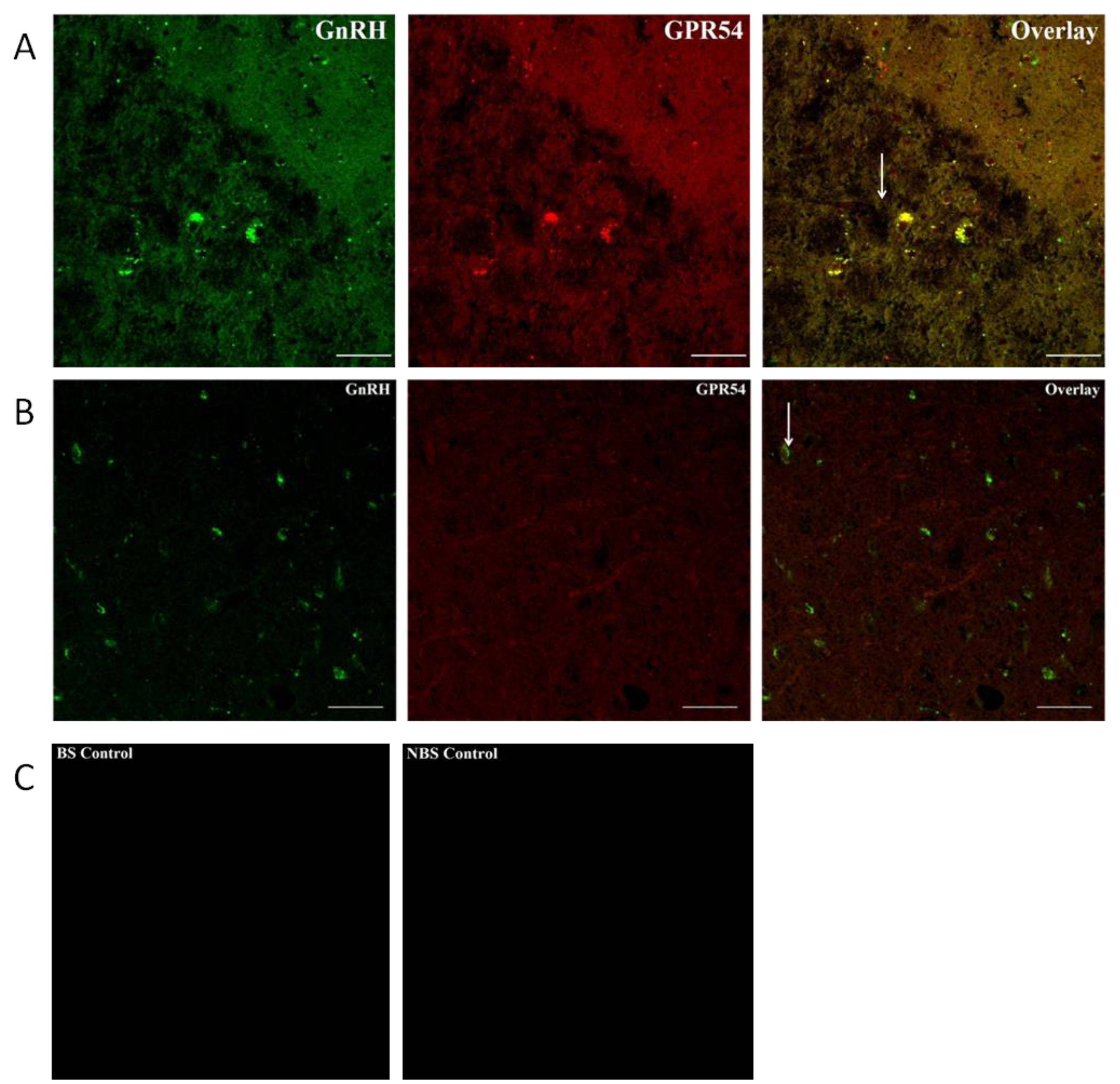 Preprints 164010 g010