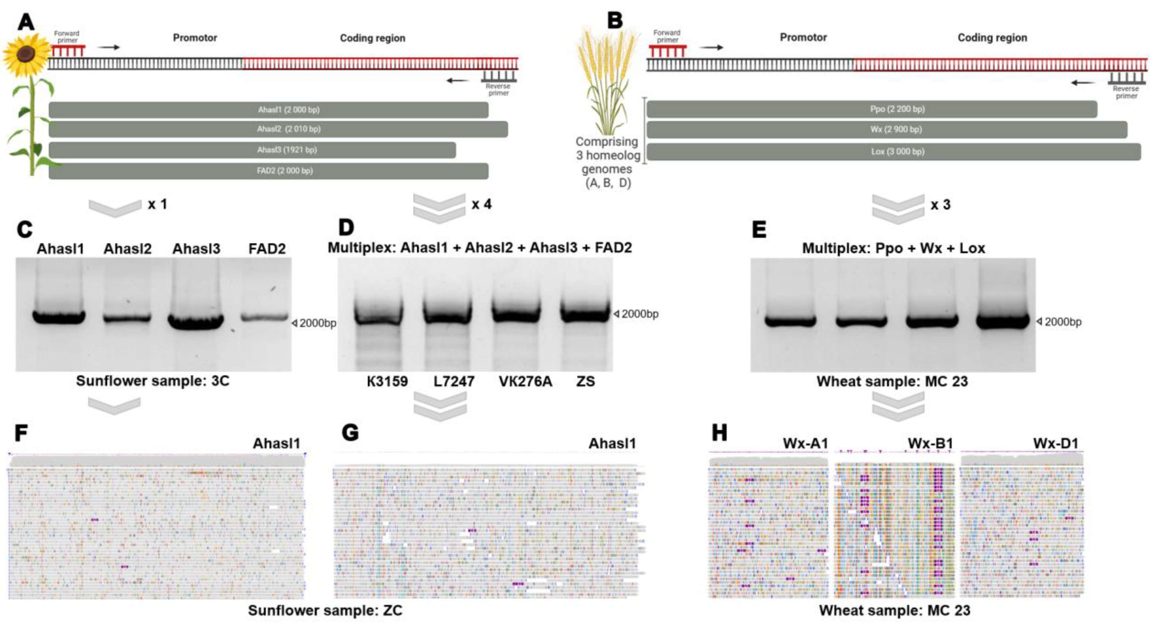Preprints 146353 g001