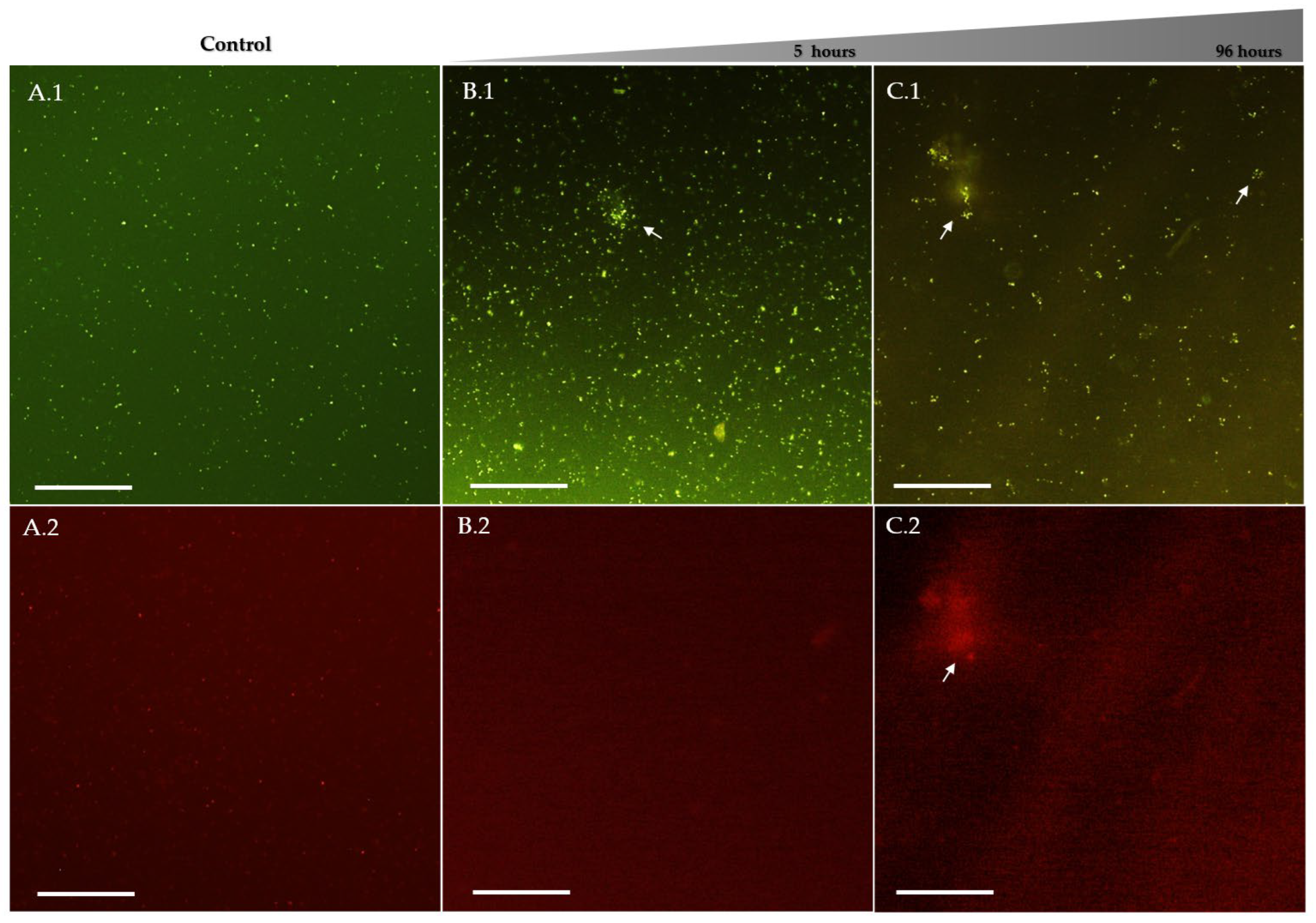 Preprints 205994 g004 Preprints 205994 g004