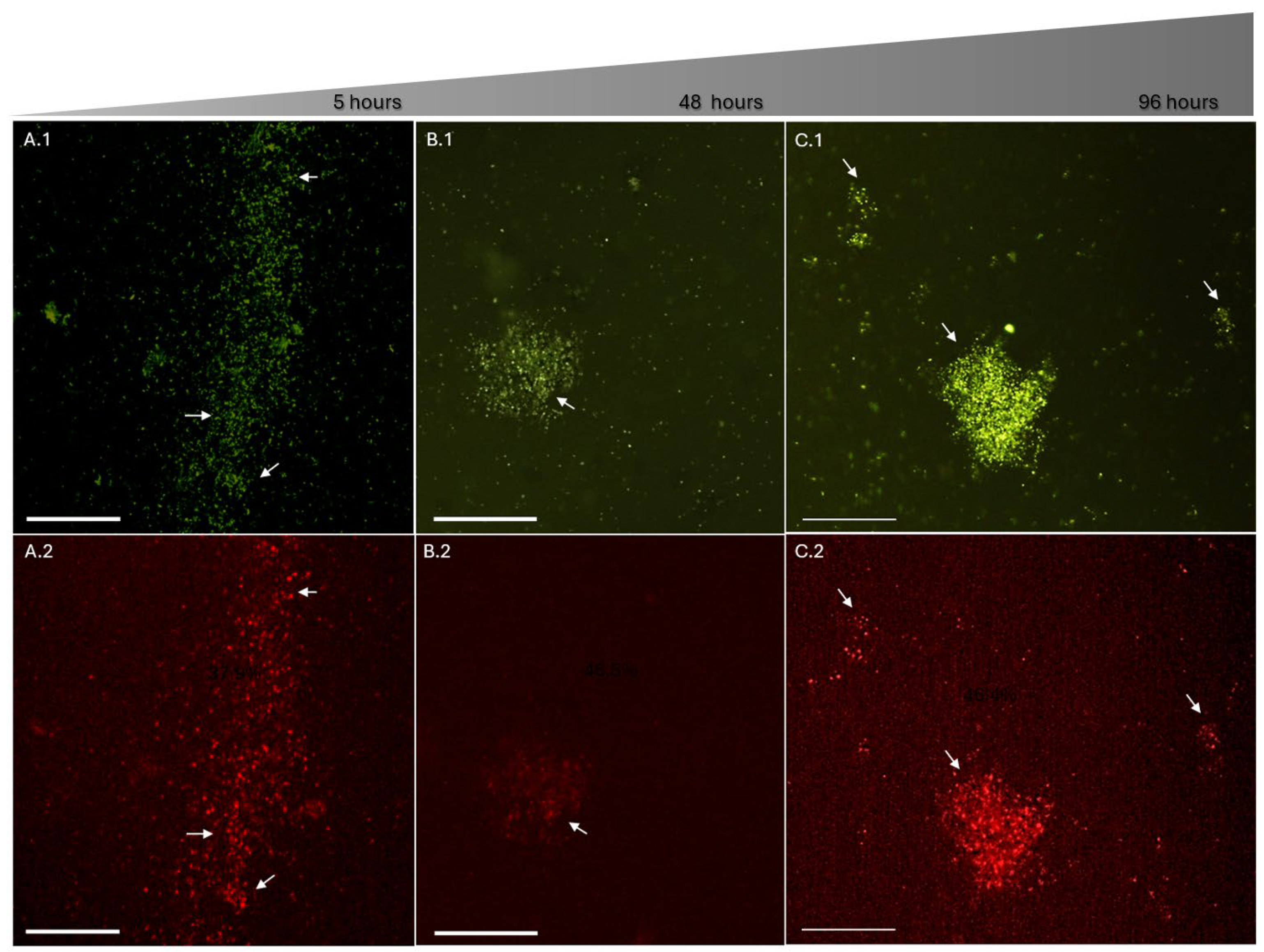 Preprints 205994 g005 Preprints 205994 g005