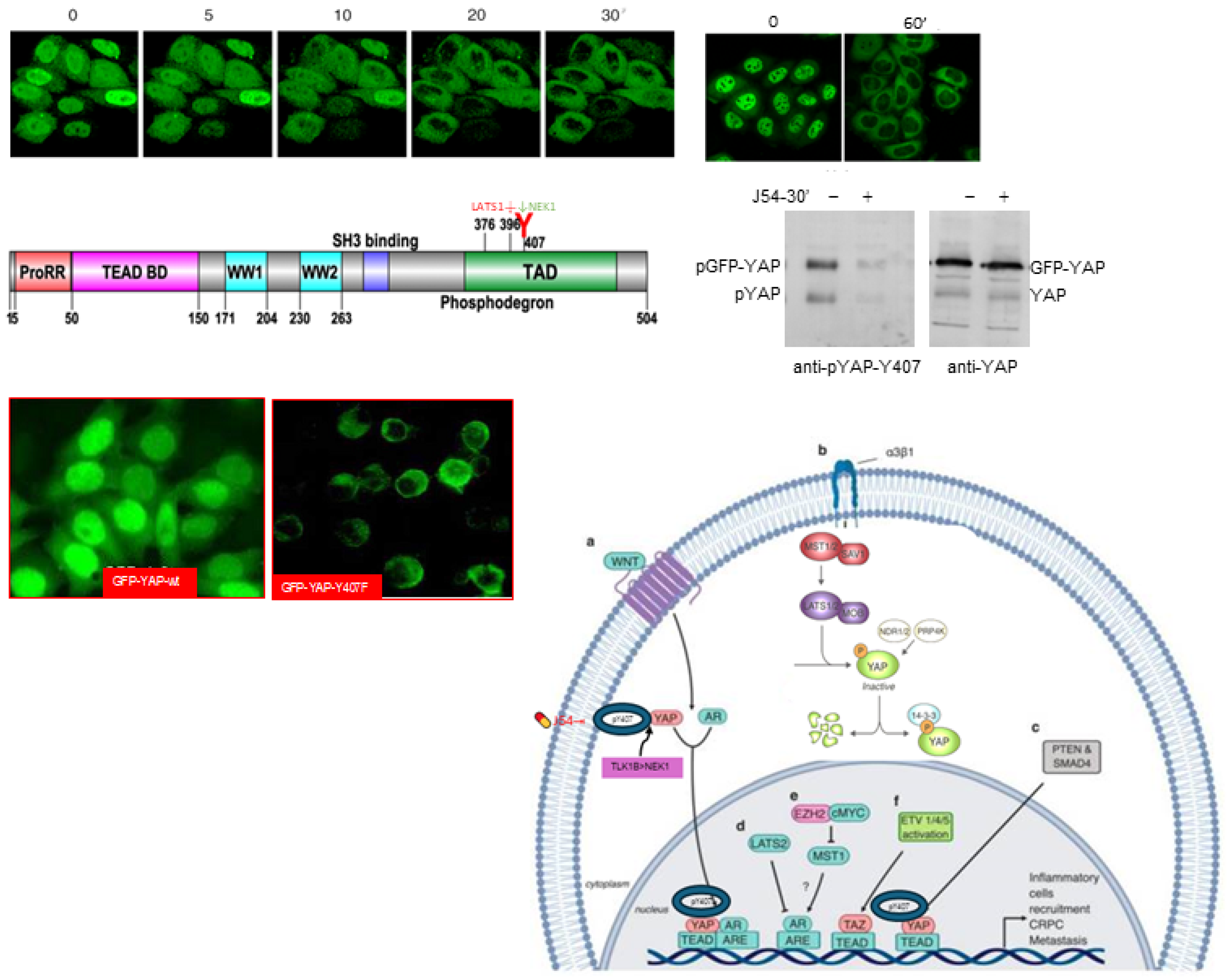 Preprints 112795 g002