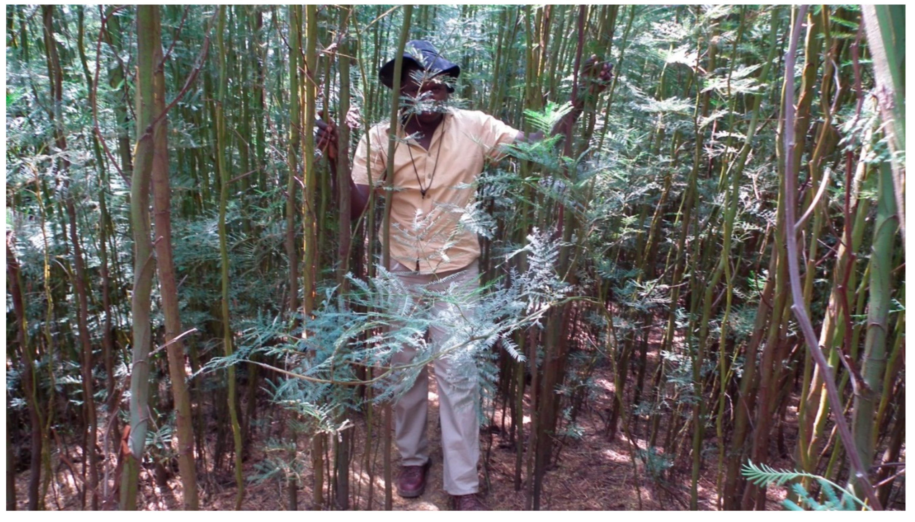 Preprints 160786 g008