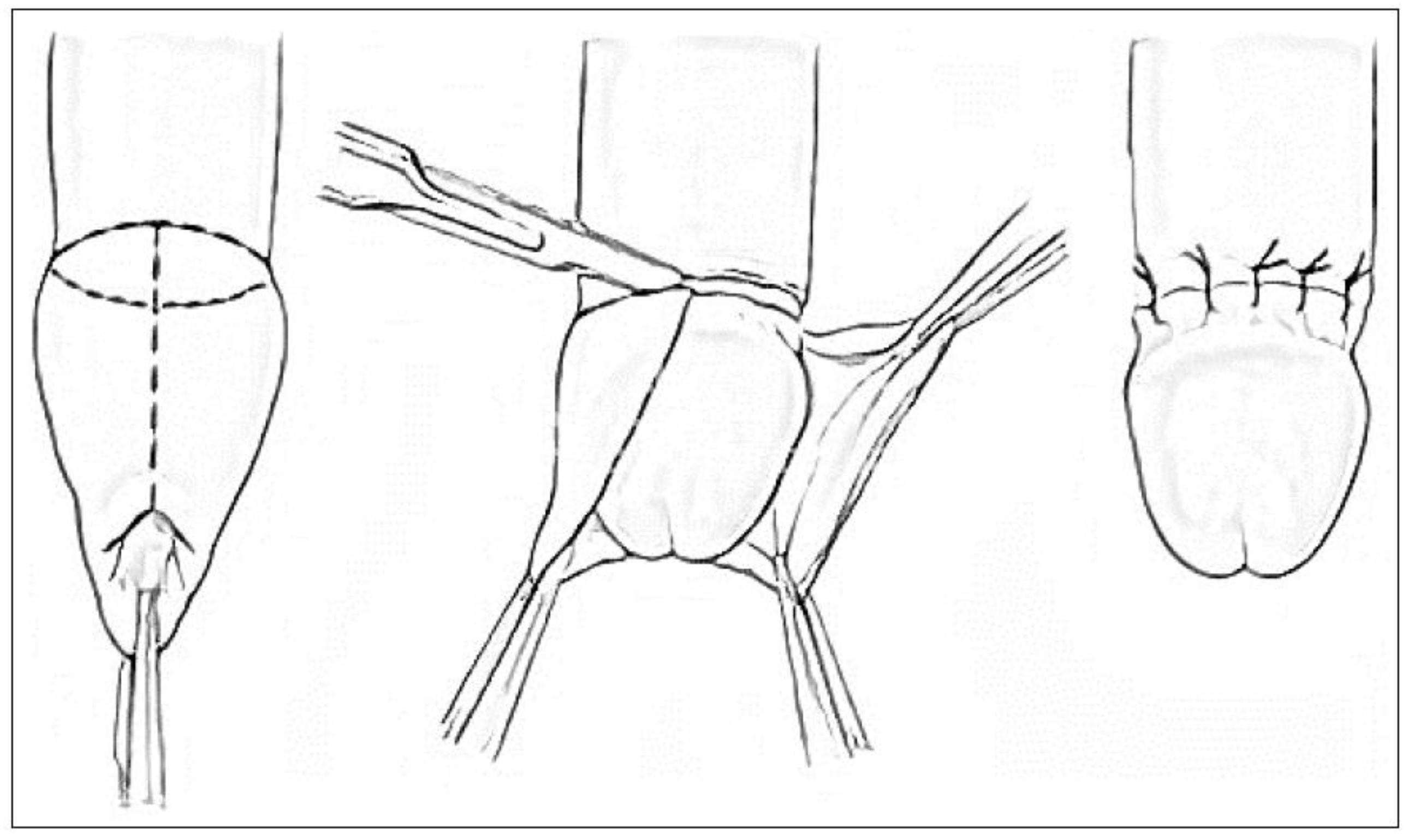 Preprints 93969 g003