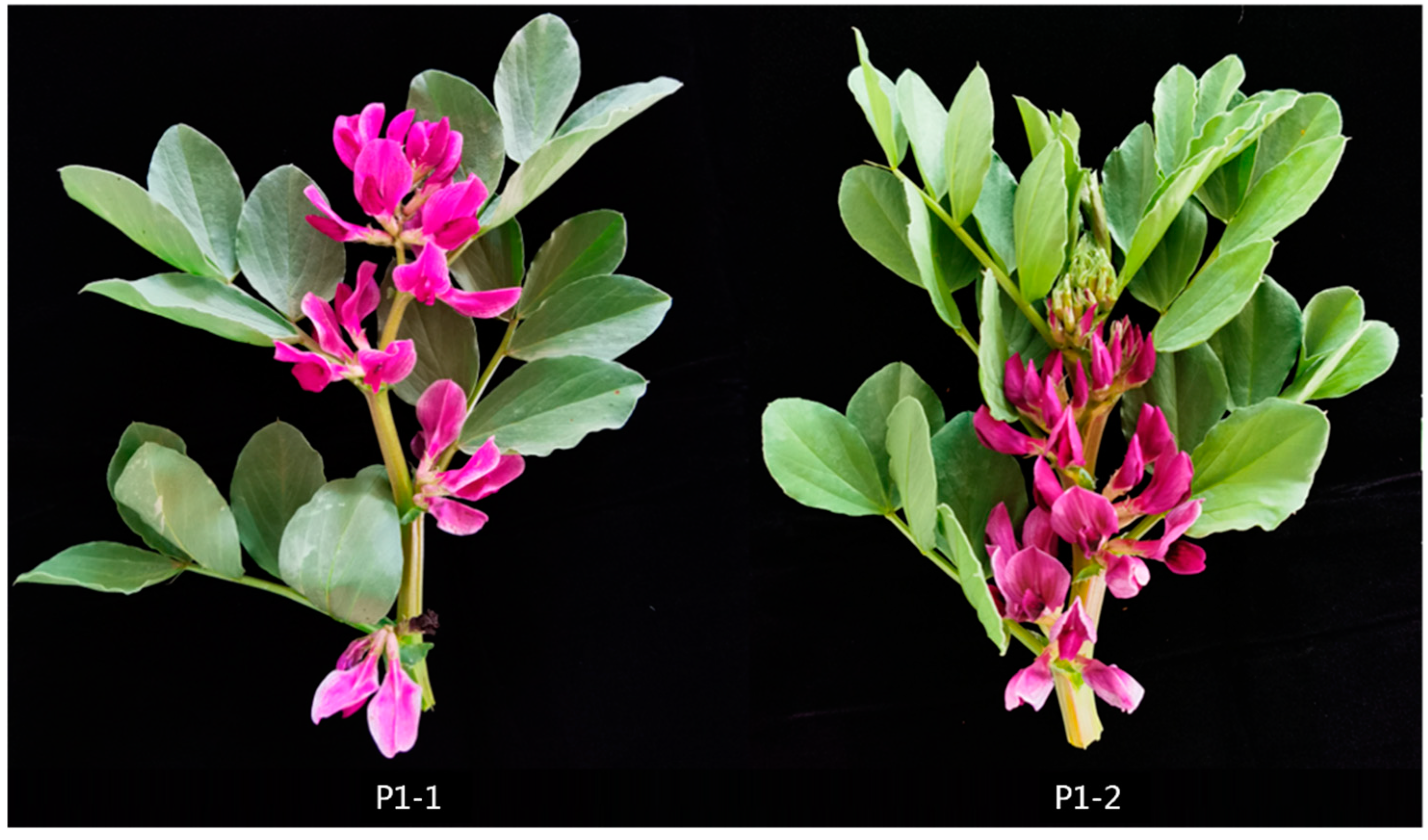 Preprints 76488 g001