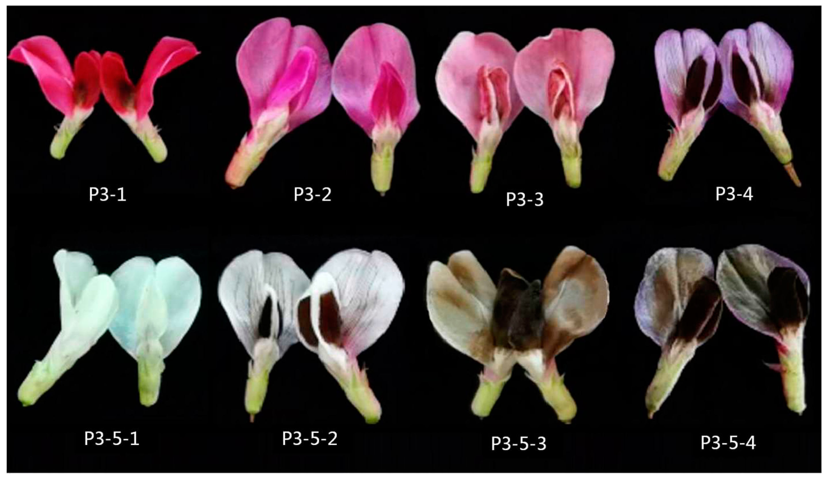 Preprints 76488 g002