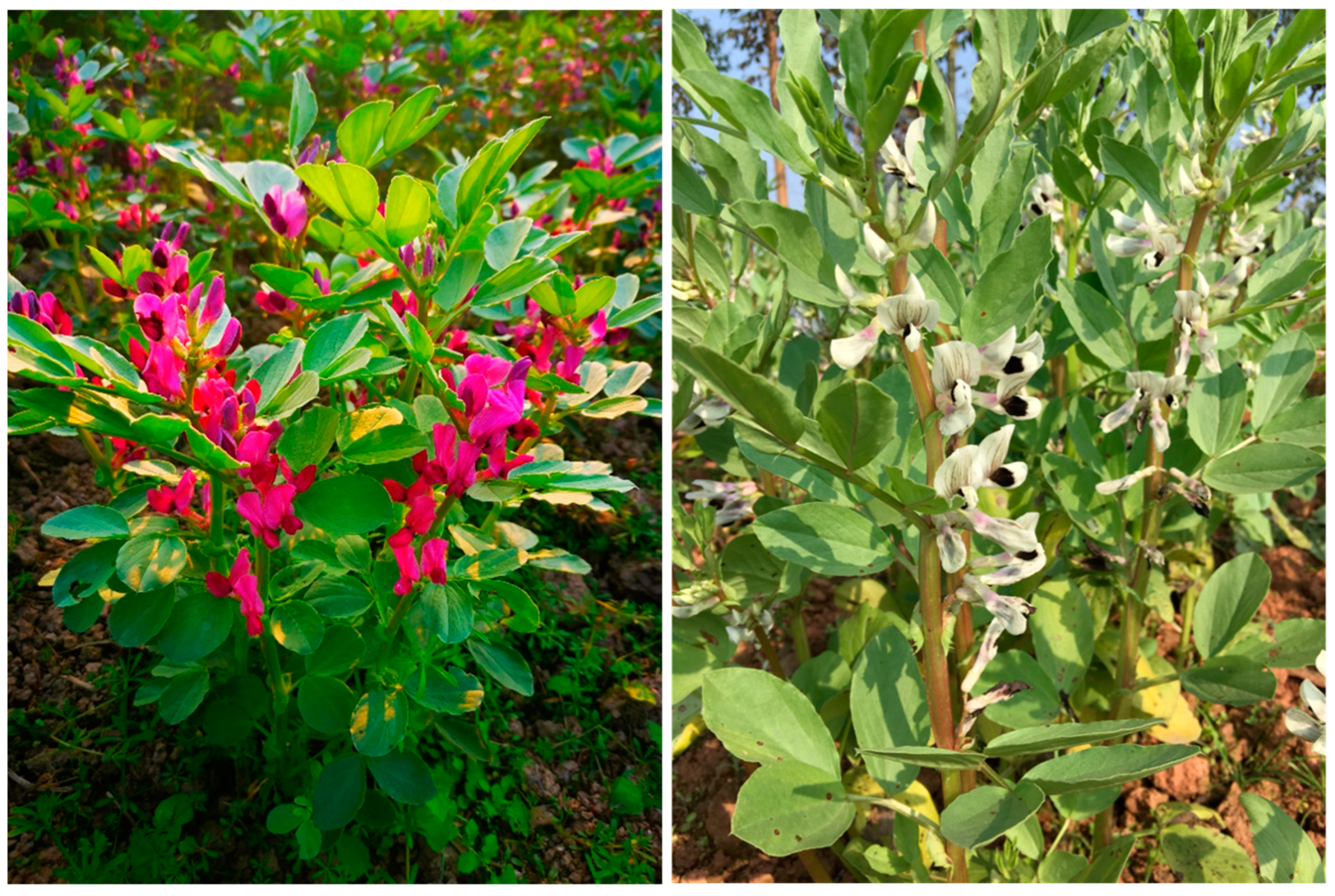 Preprints 76488 g006