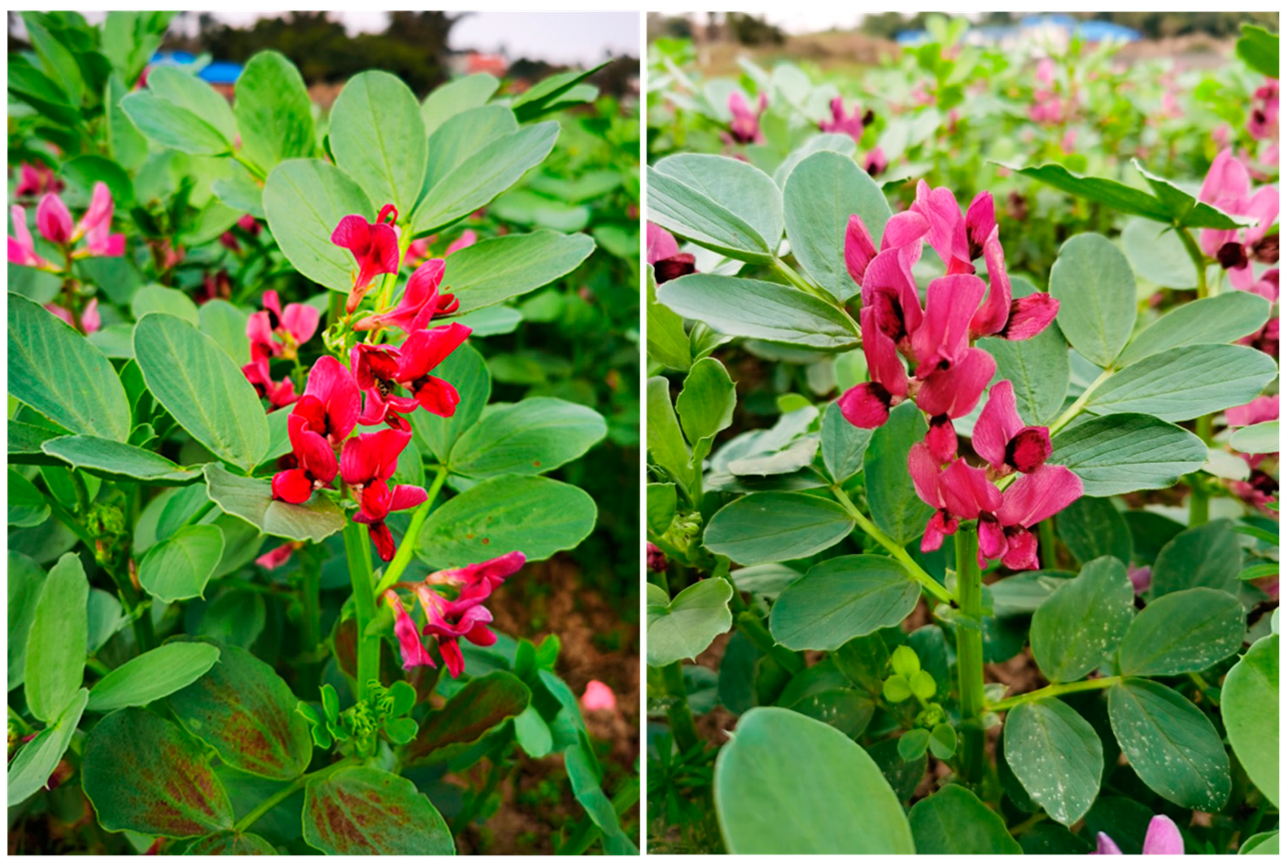 Preprints 76488 g007