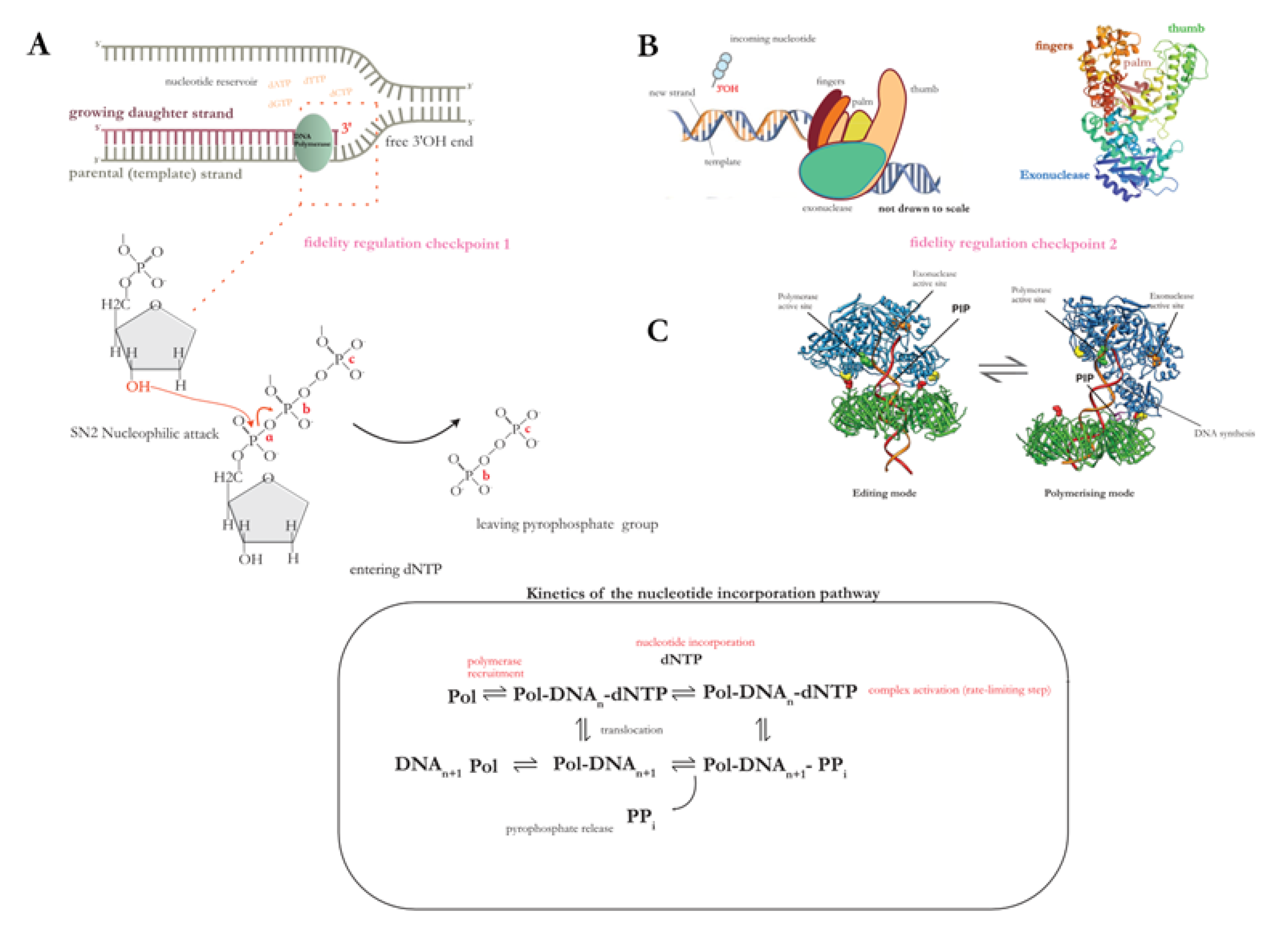 Preprints 143282 g002