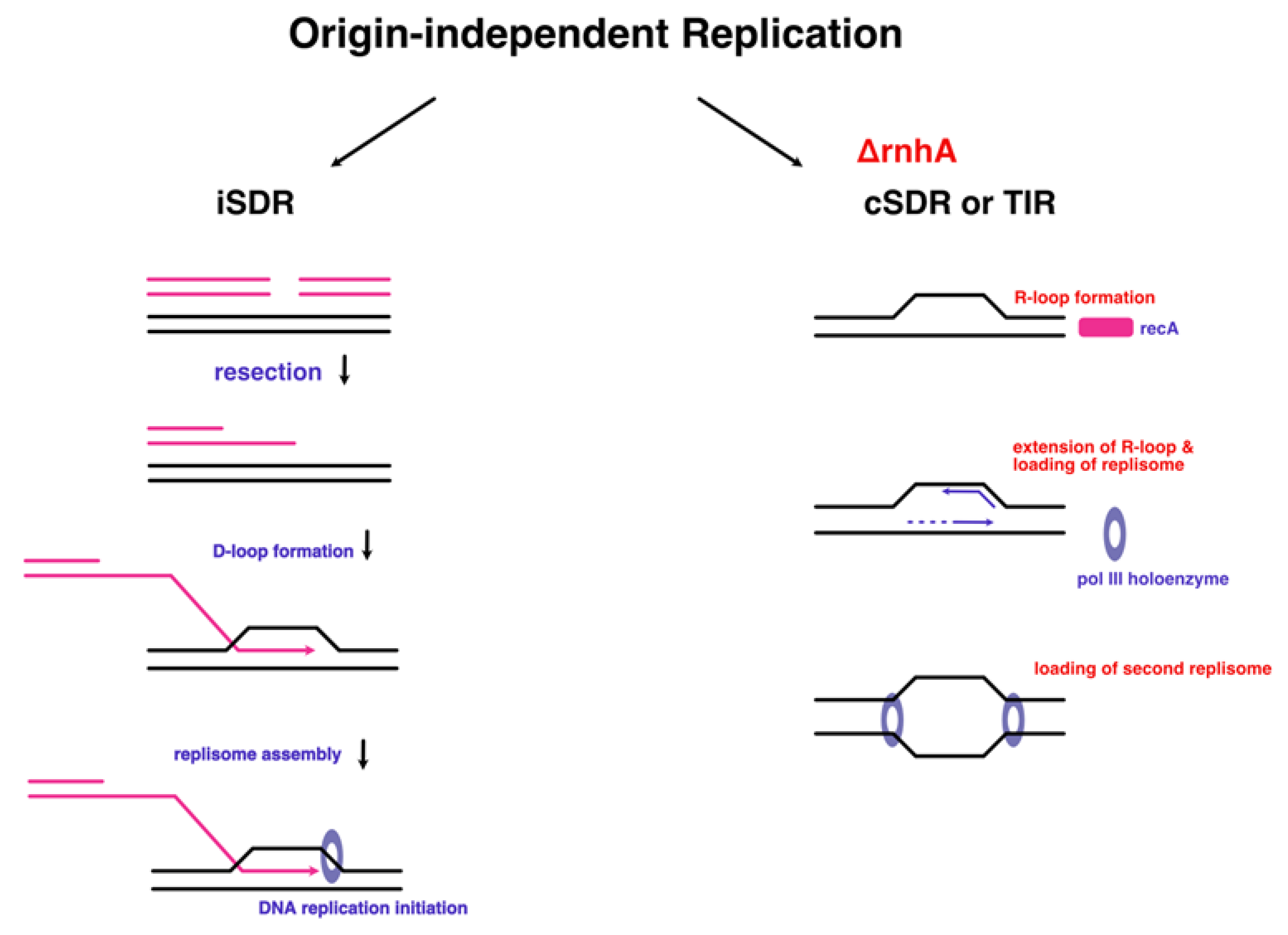 Preprints 143282 g008
