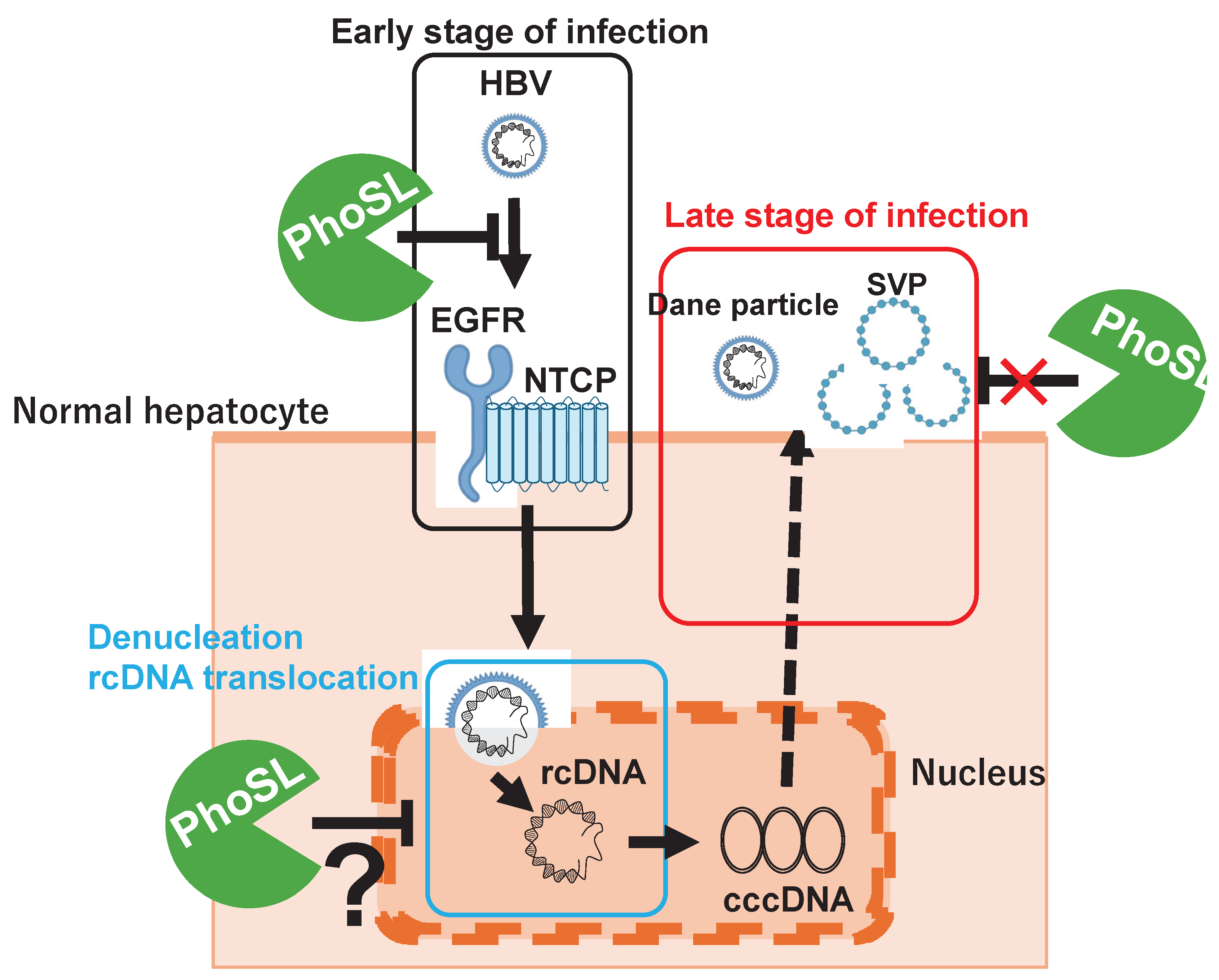 Preprints 162924 g004