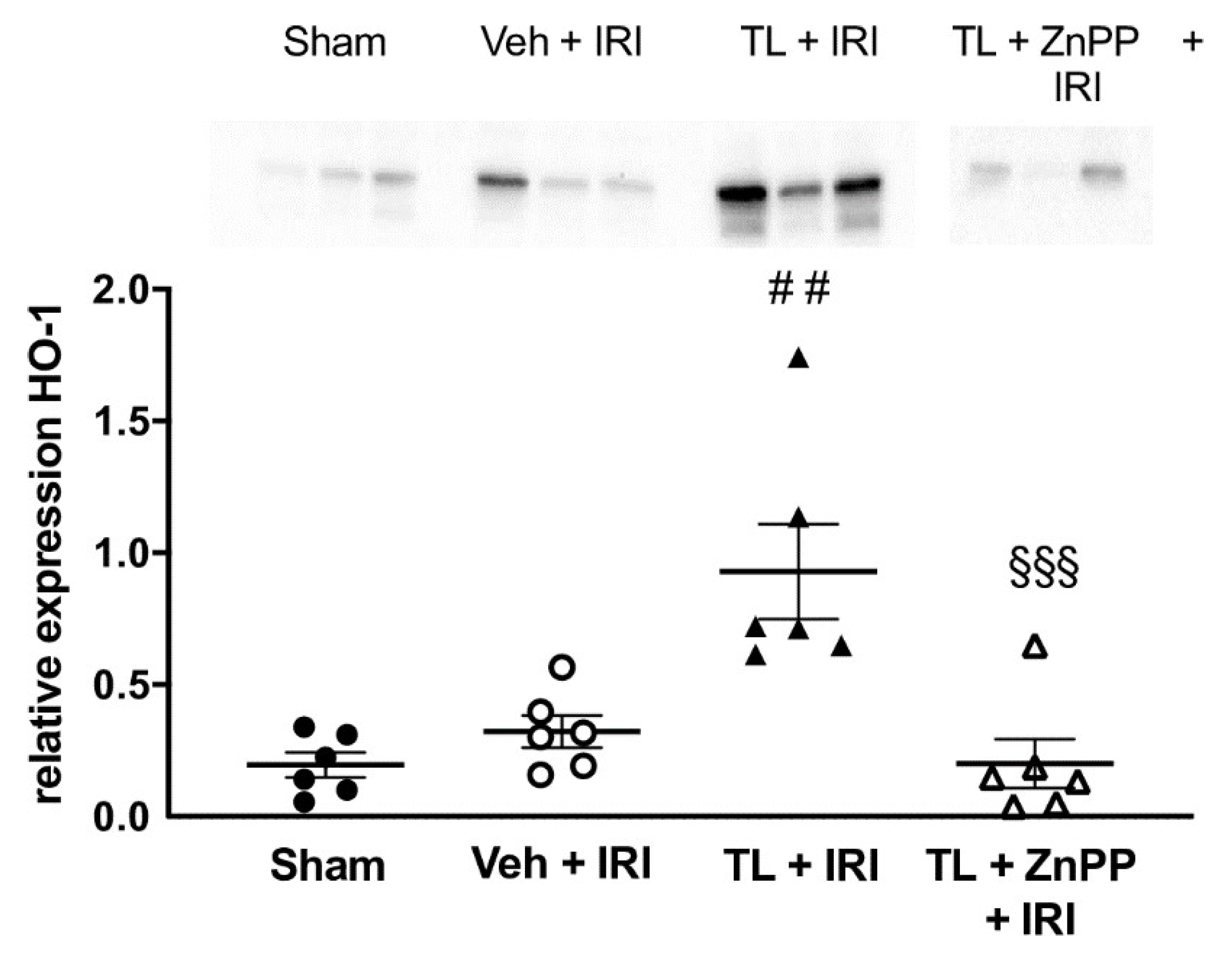 Preprints 147870 g007