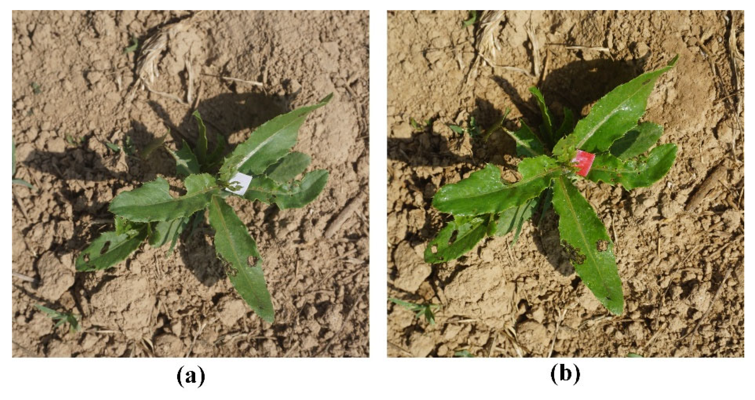 Preprints 191599 g019