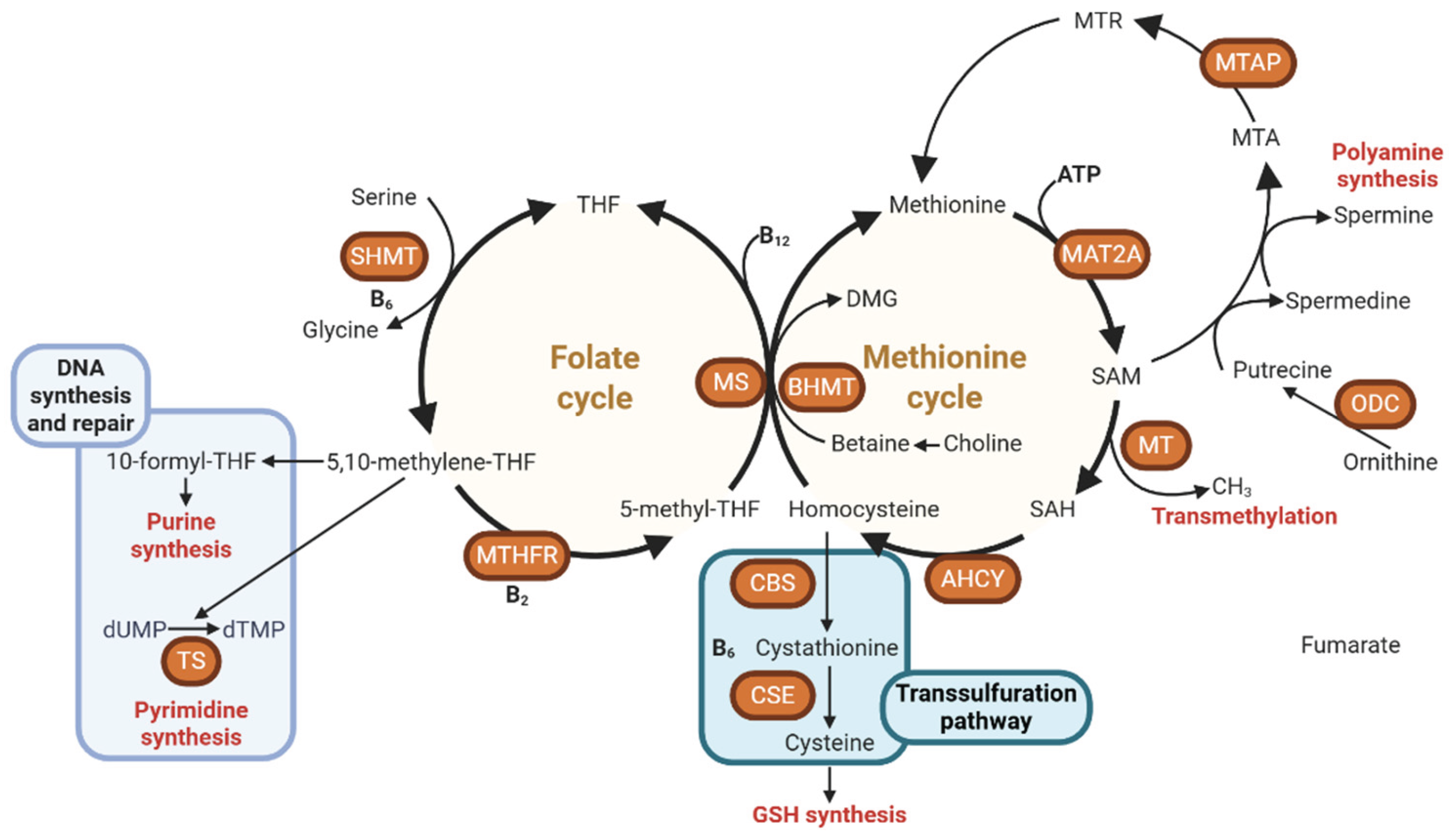 Preprints 188342 g001