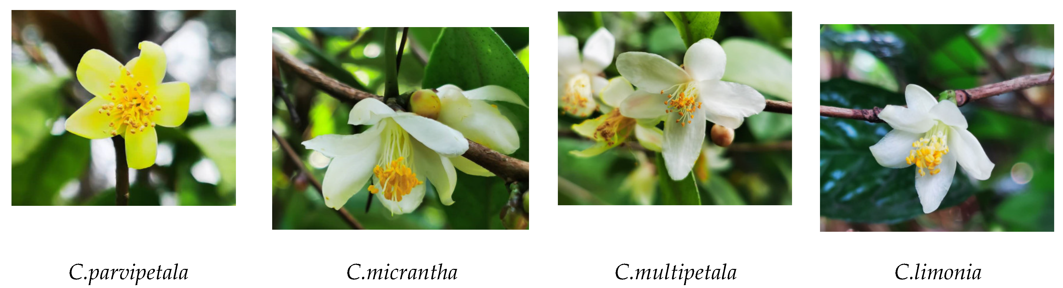 Preprints 87078 g004