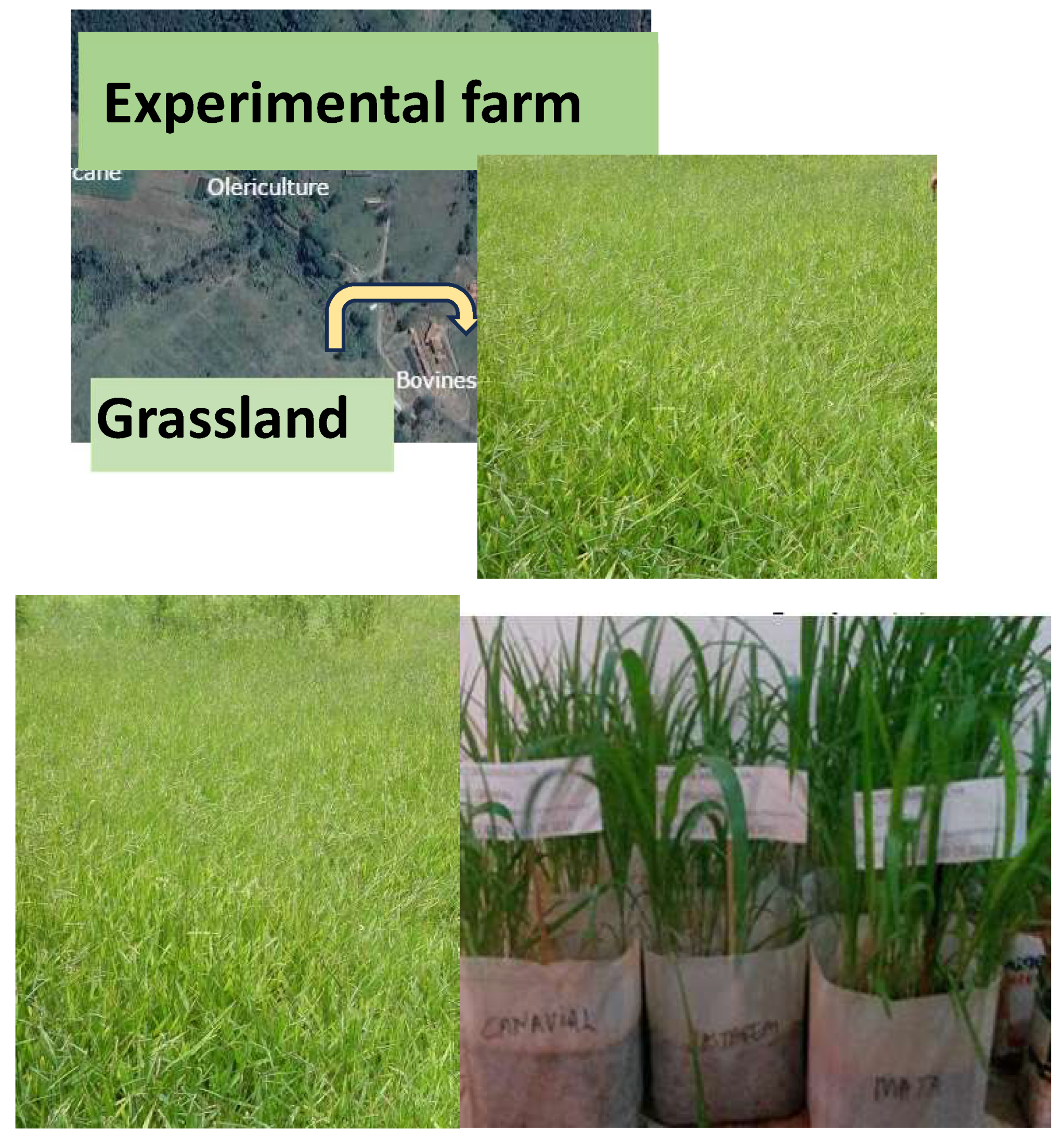 Preprints 146294 g002