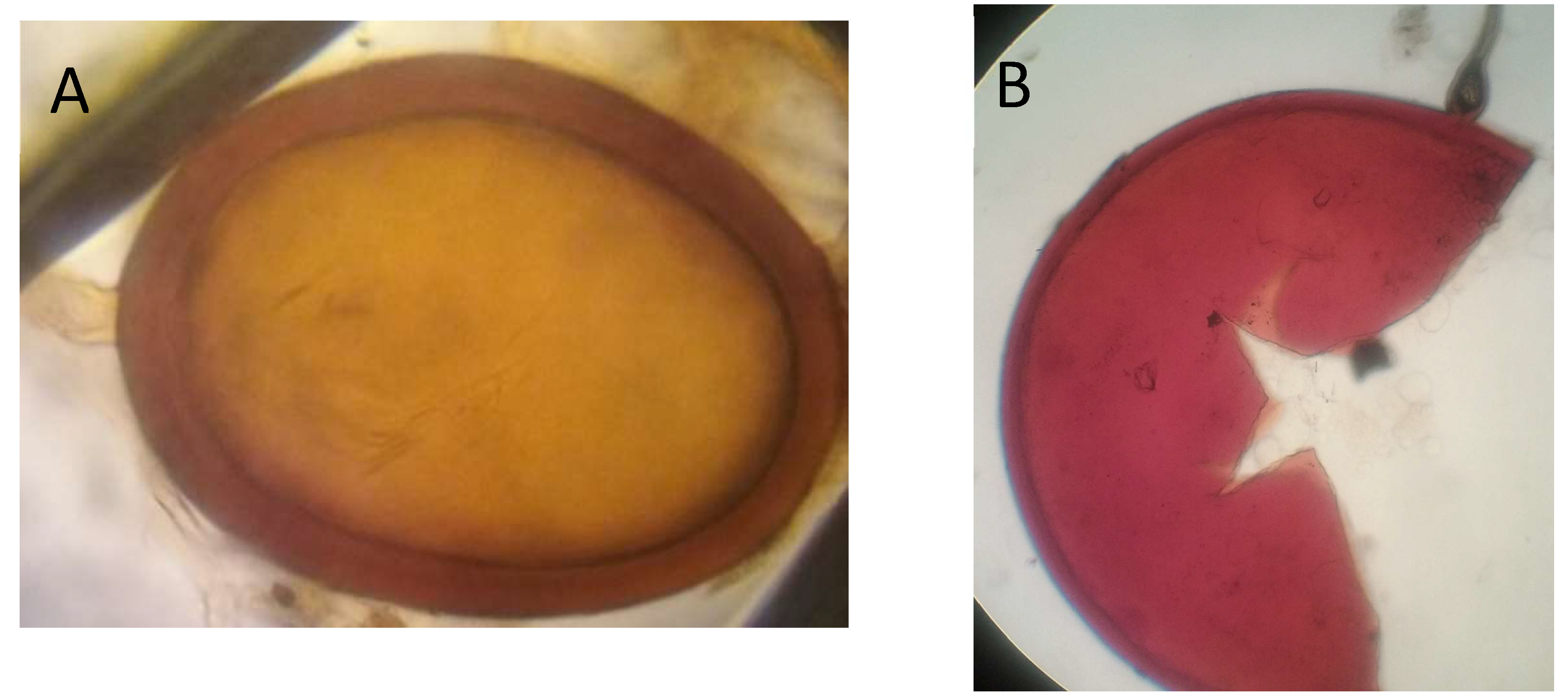 Preprints 146294 g003