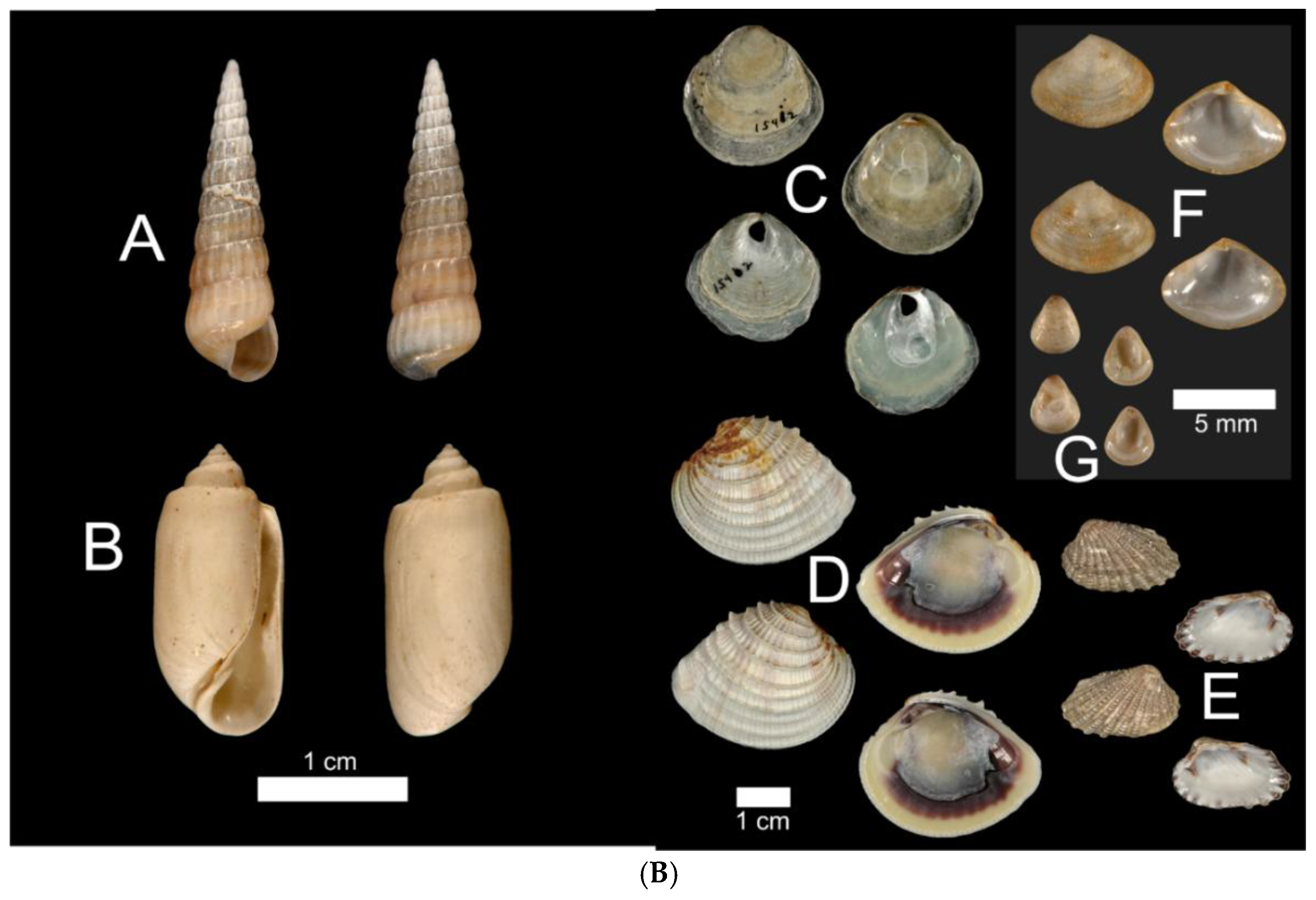 Preprints 172676 g014b