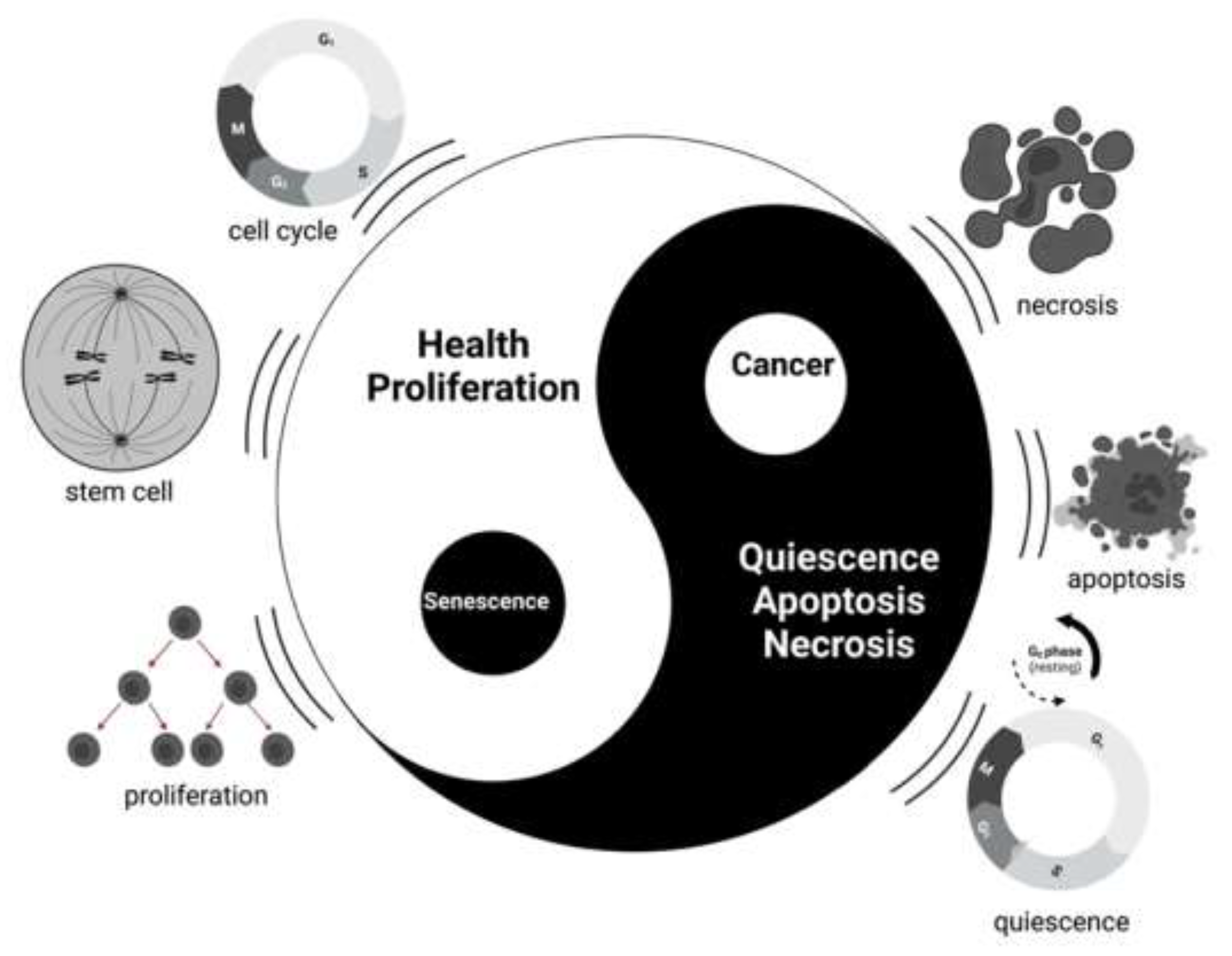 Preprints 146055 g001
