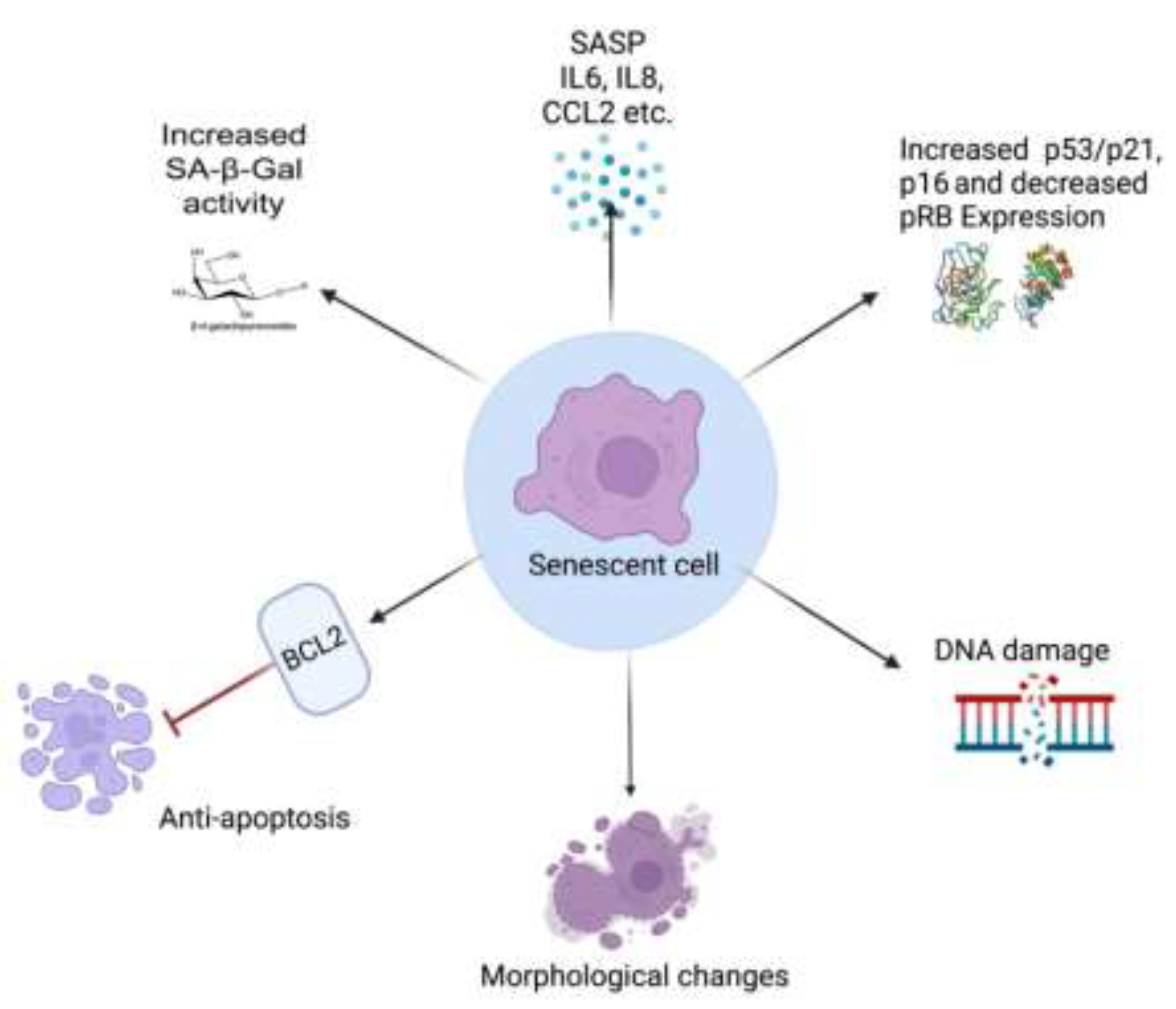 Preprints 146055 g004