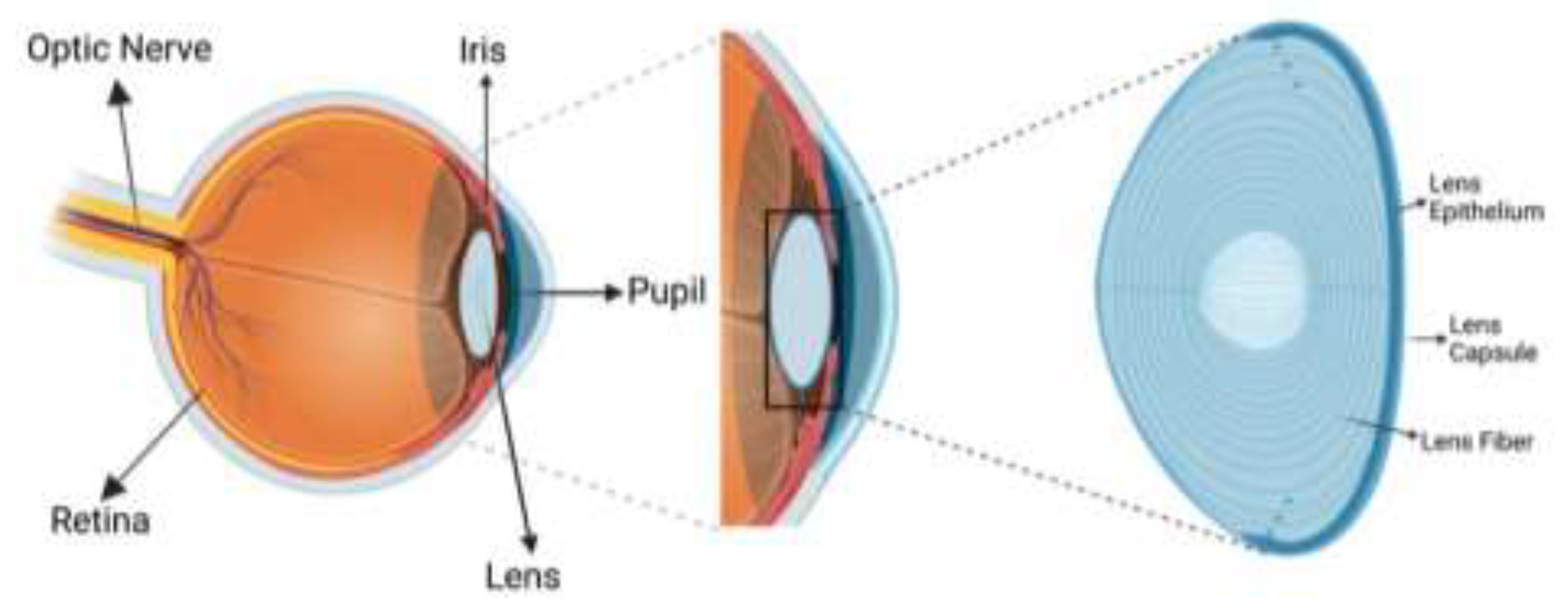Preprints 146055 g005
