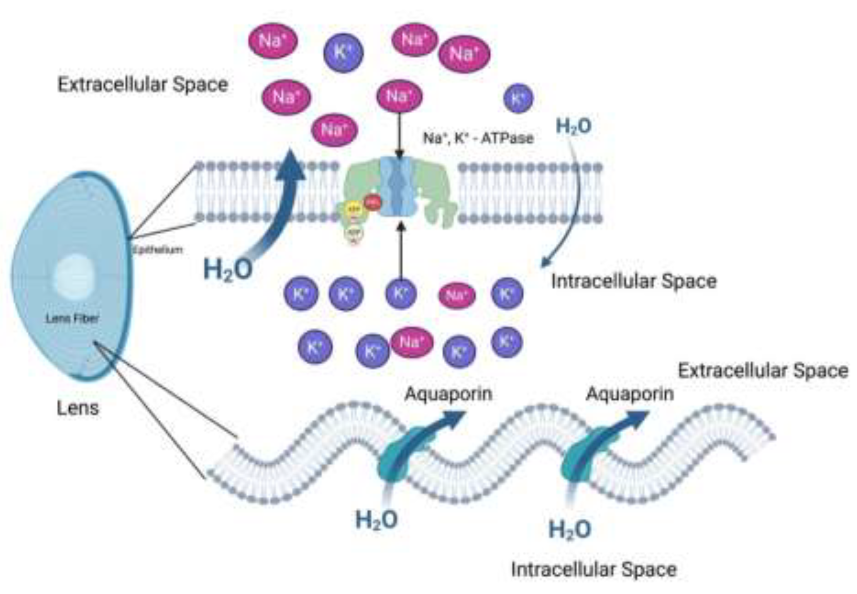 Preprints 146055 g006
