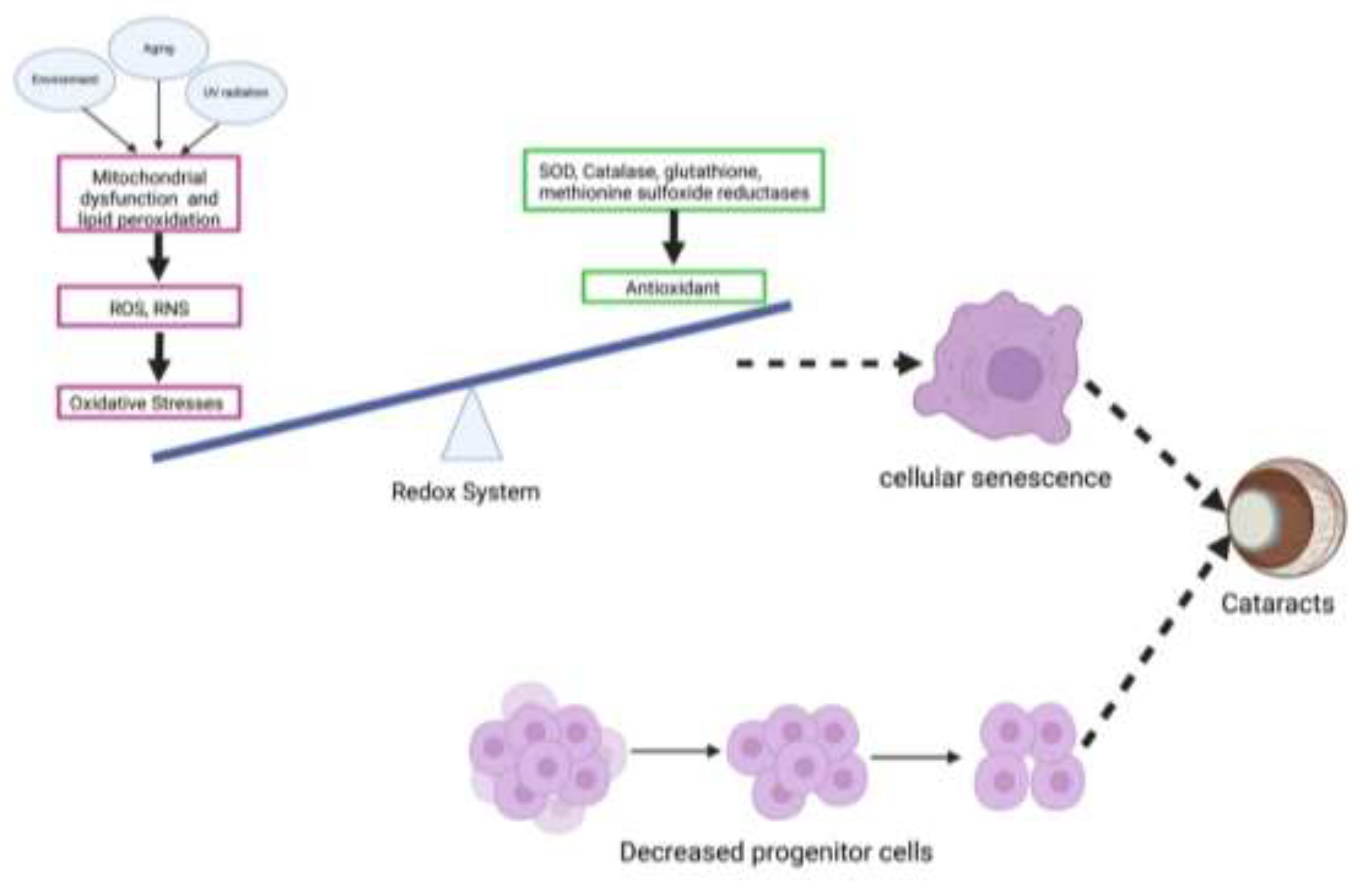 Preprints 146055 g007