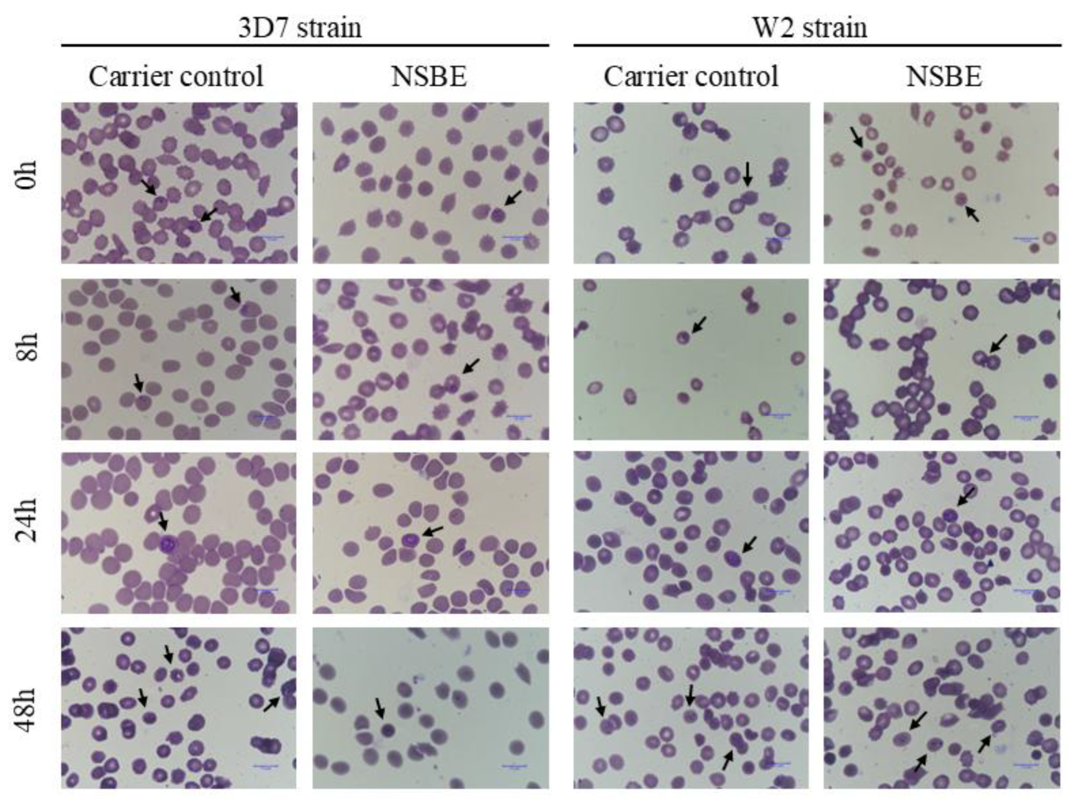 Preprints 190261 g005