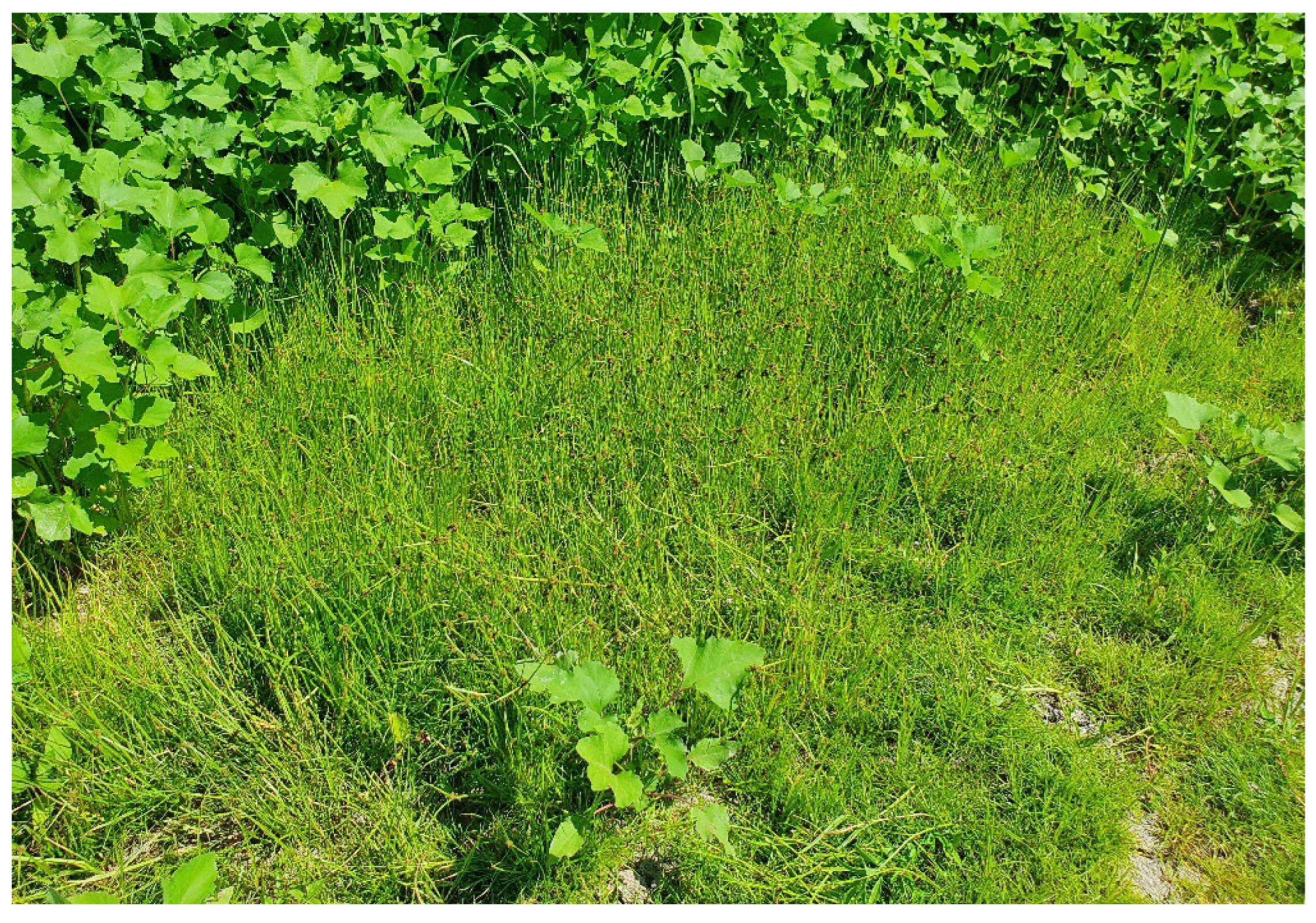 Preprints 172024 g007