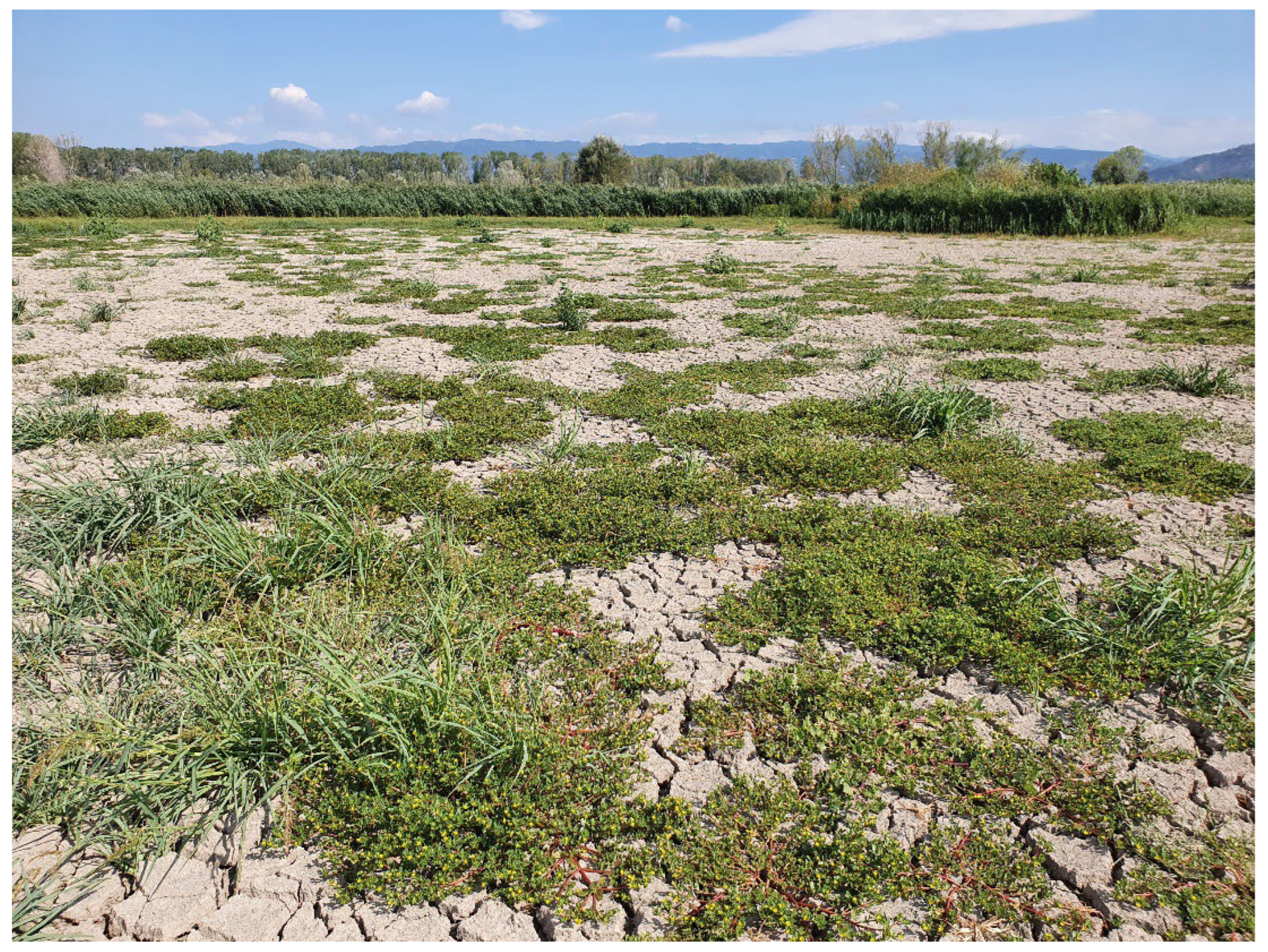 Preprints 172024 g008