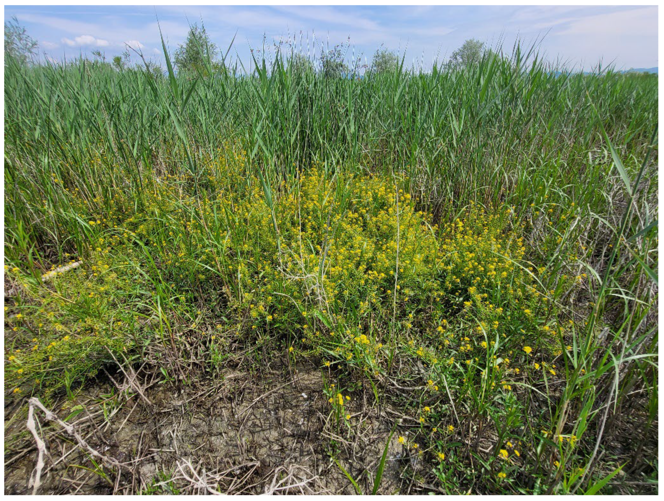 Preprints 172024 g010