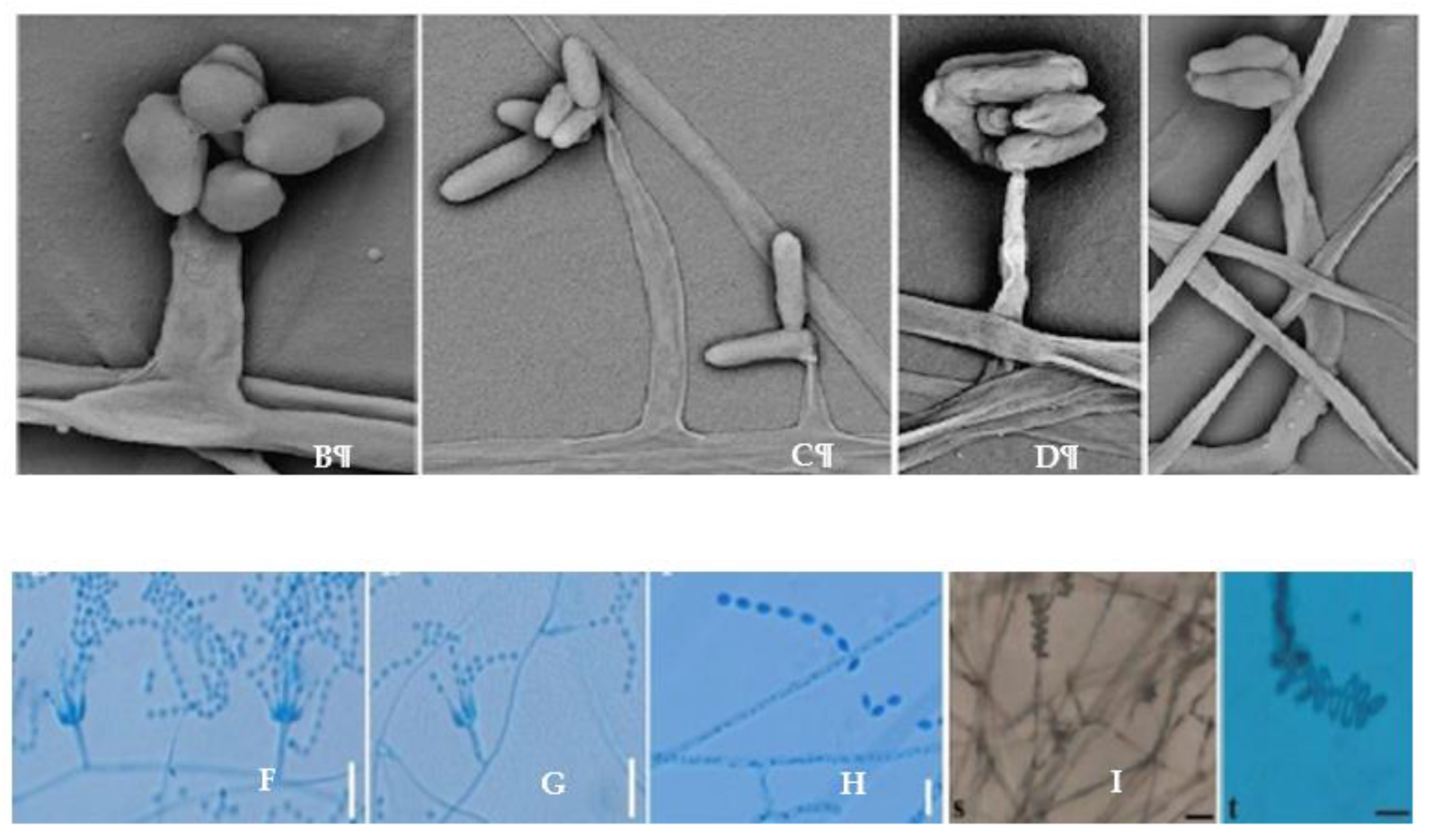 Preprints 178819 g002