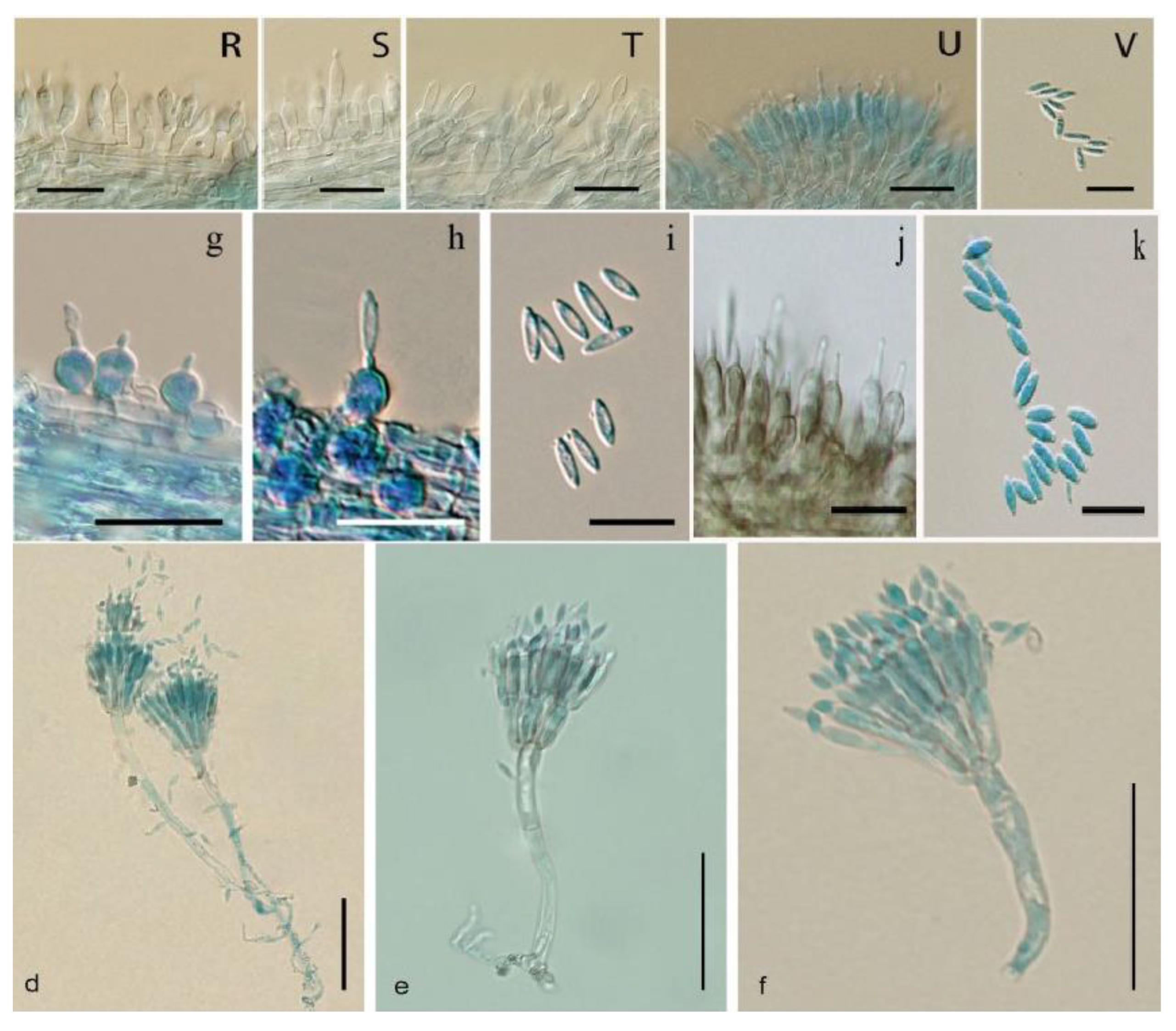Preprints 178819 g003