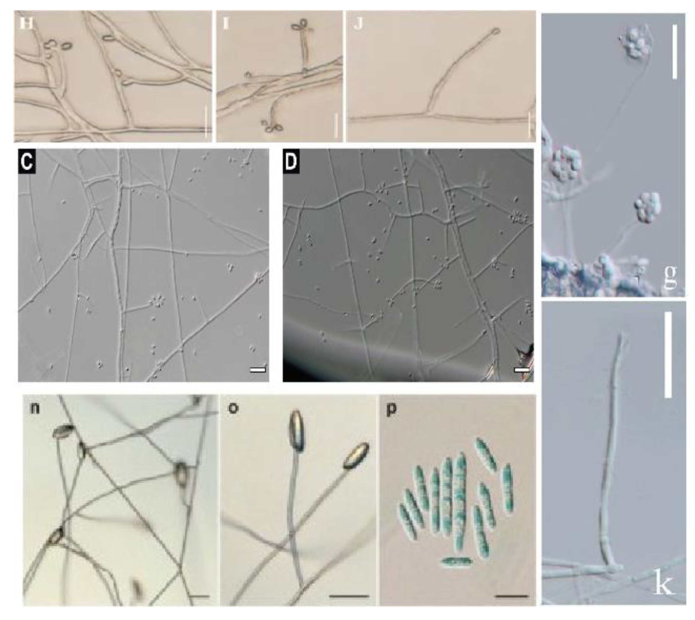 Preprints 178819 g004