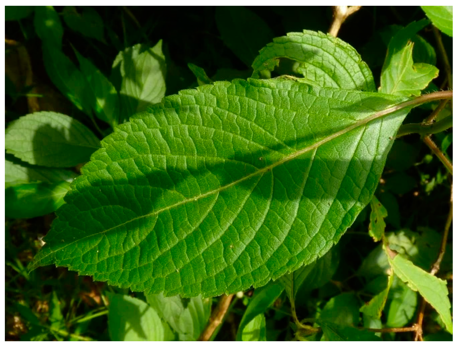 Preprints 92143 g001