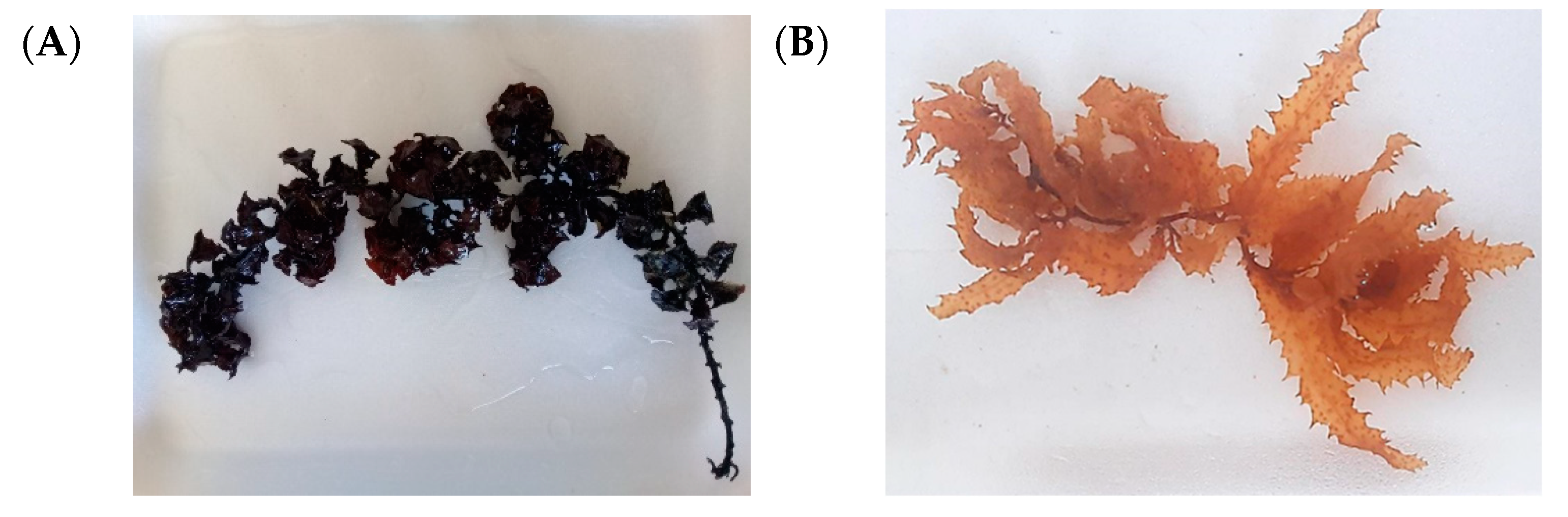 Preprints 150735 g001