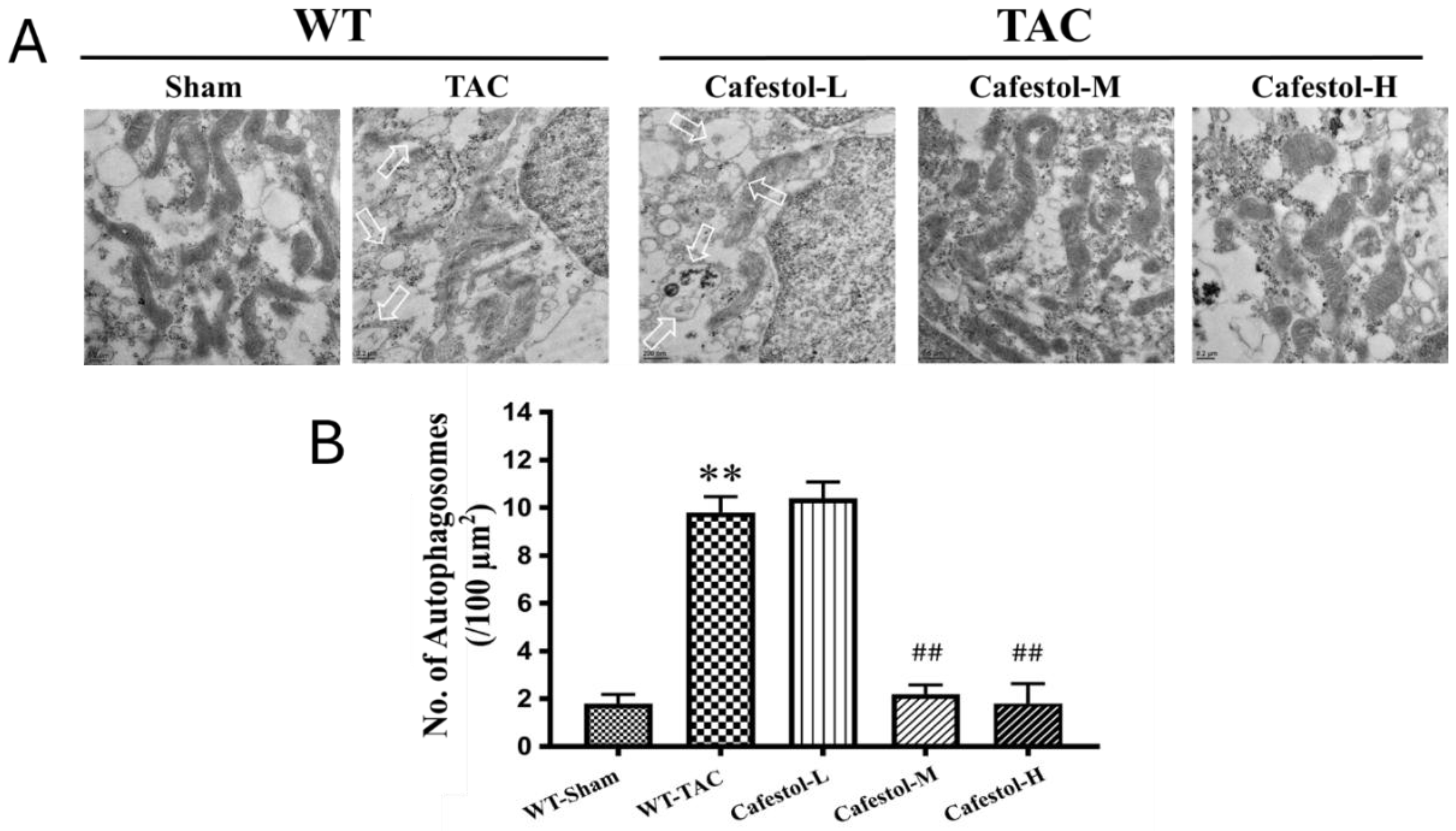 Preprints 182043 g006