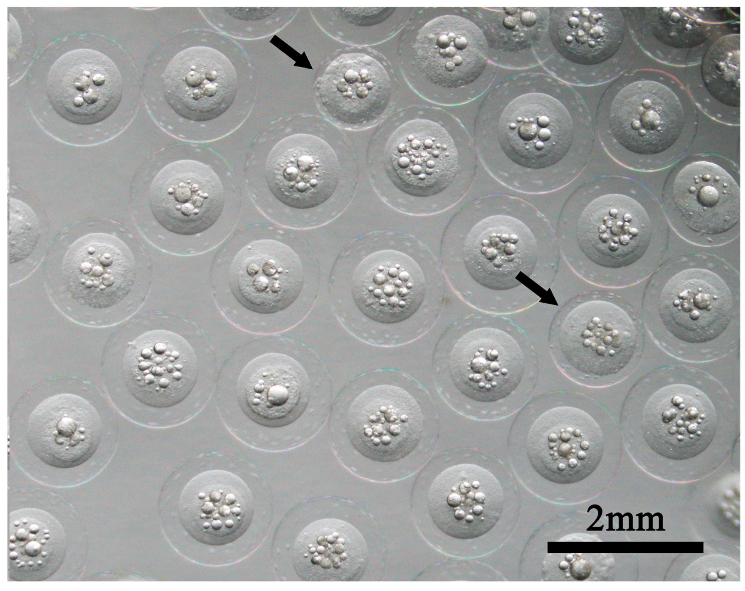Preprints 89229 g002