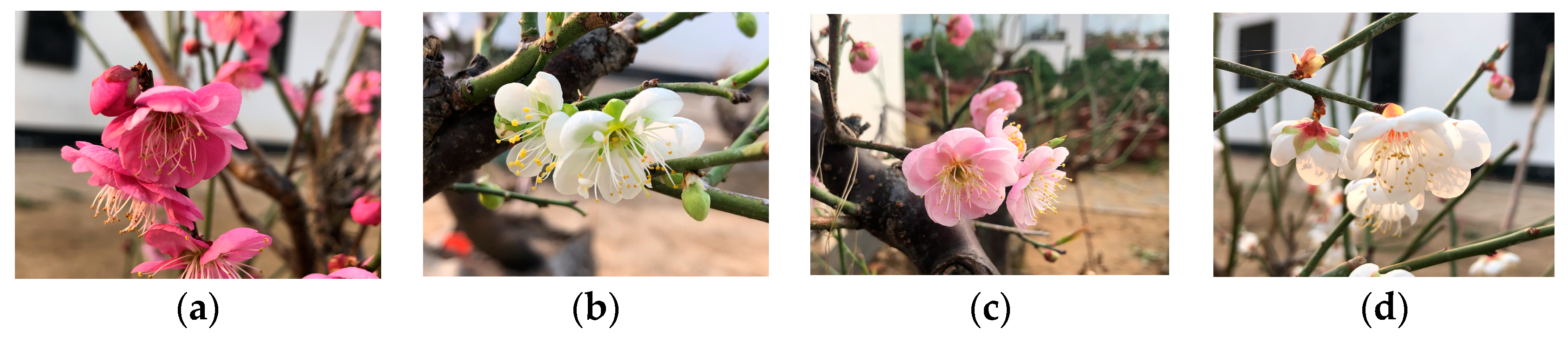 Preprints 73403 g001