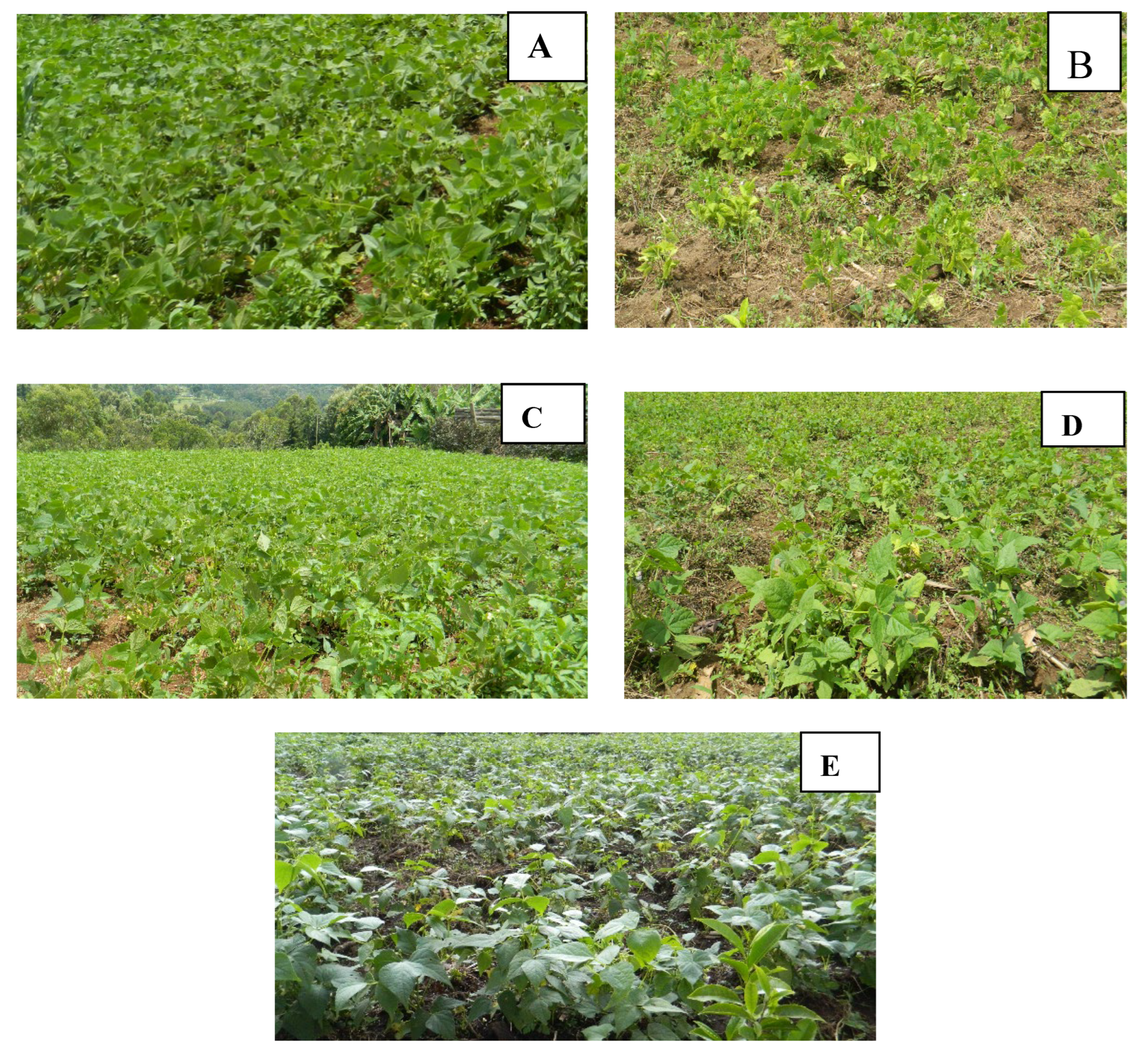 Preprints 144742 g001