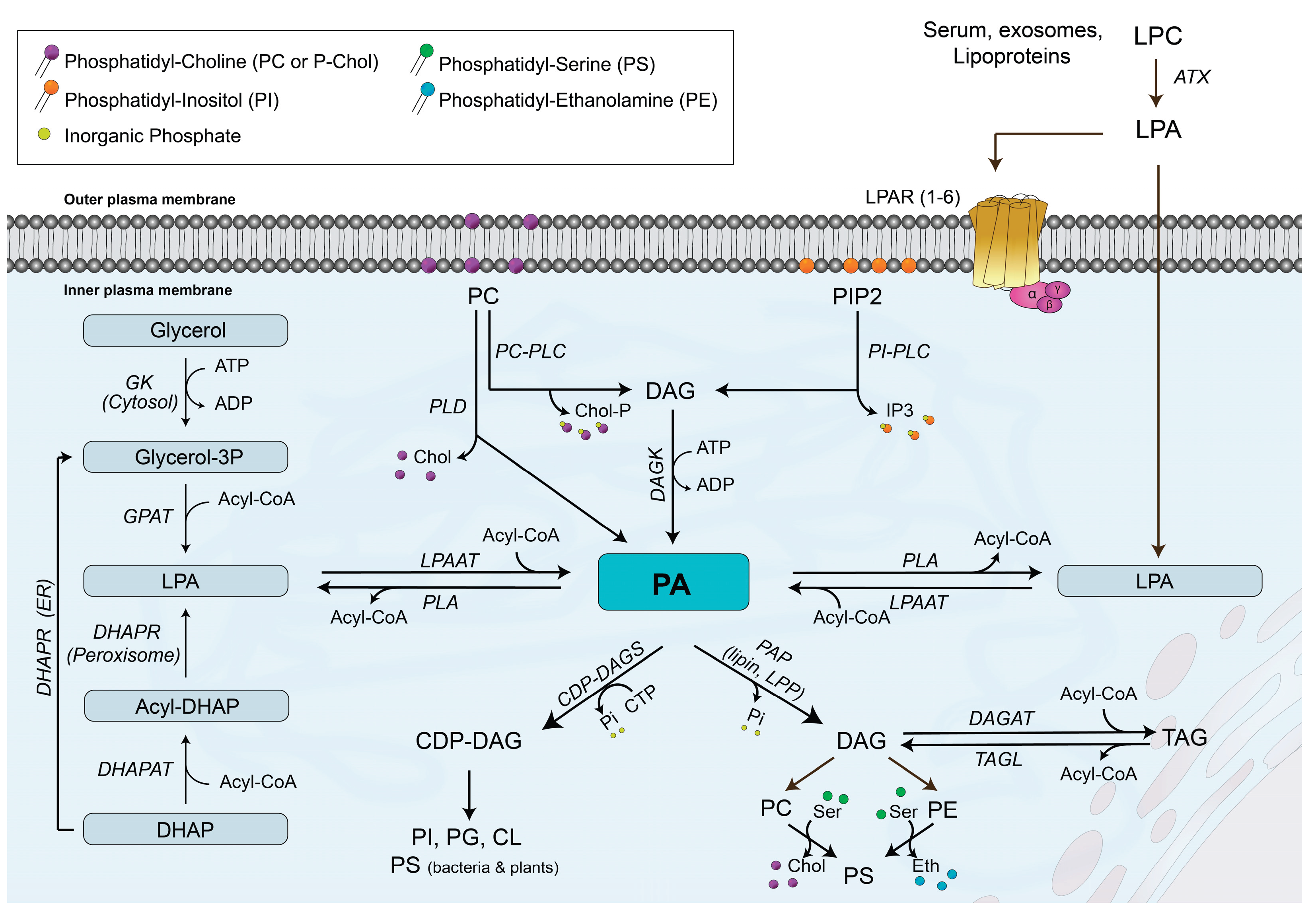 Preprints 195004 g001