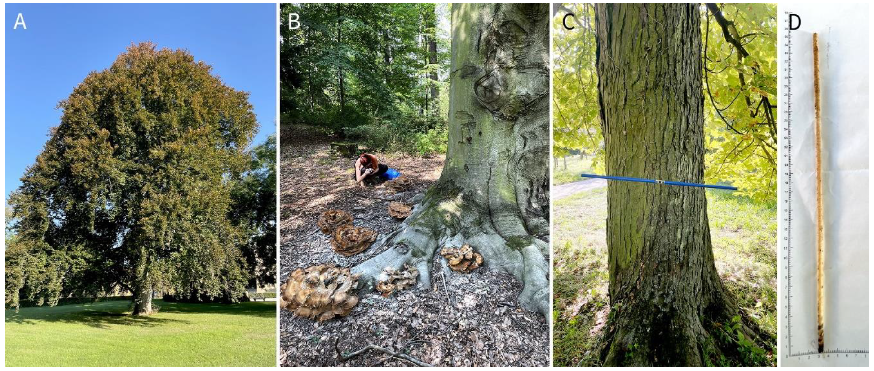 Preprints 182982 g001