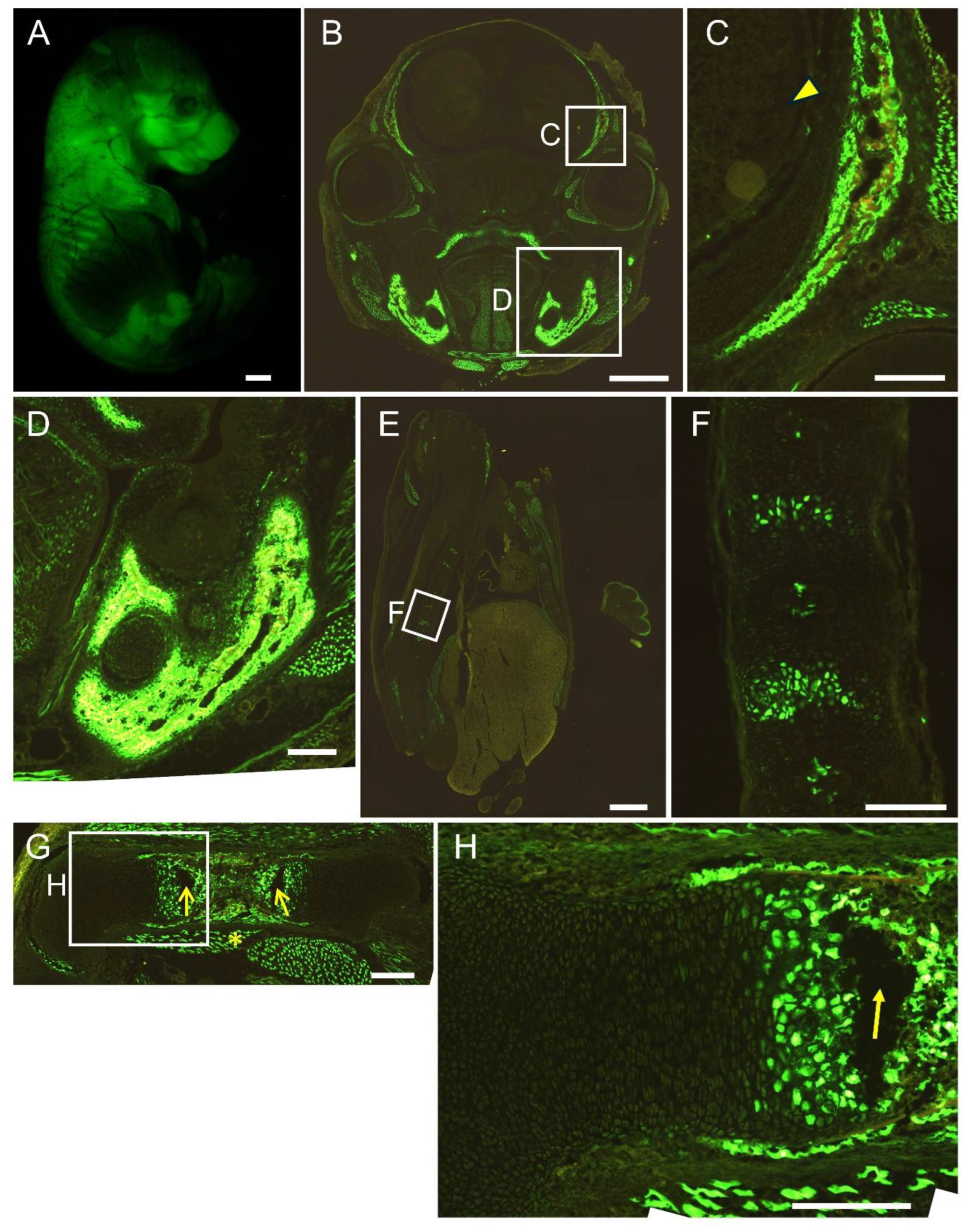 Preprints 144898 g006