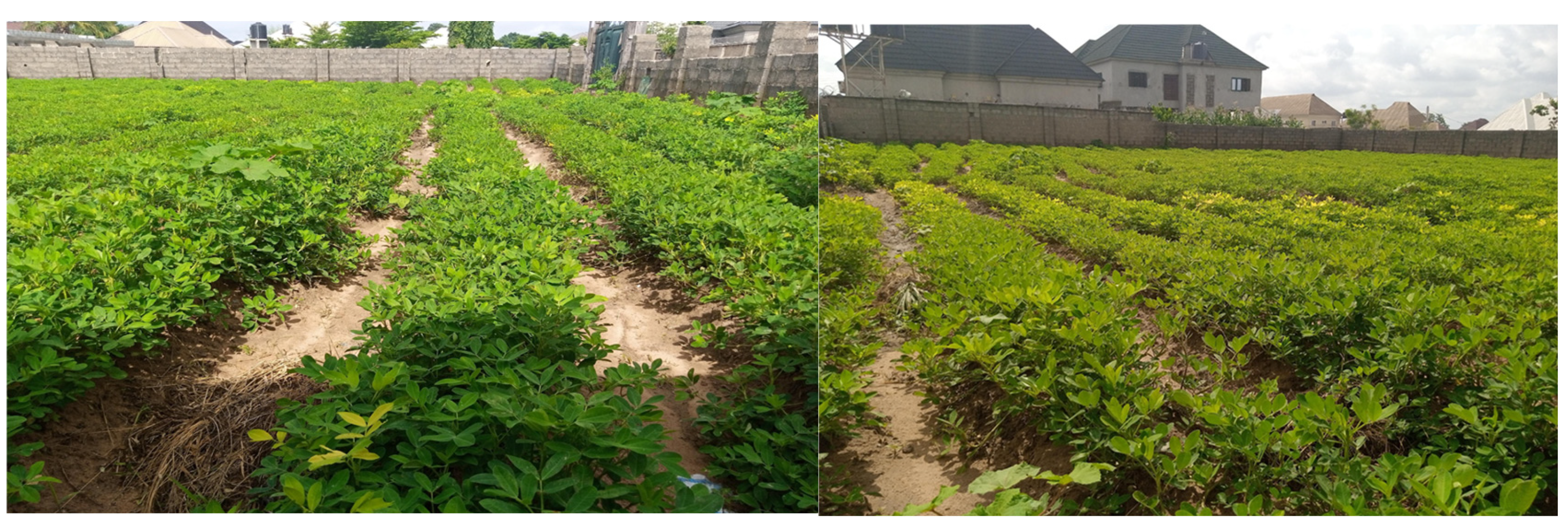 Preprints 184930 g002