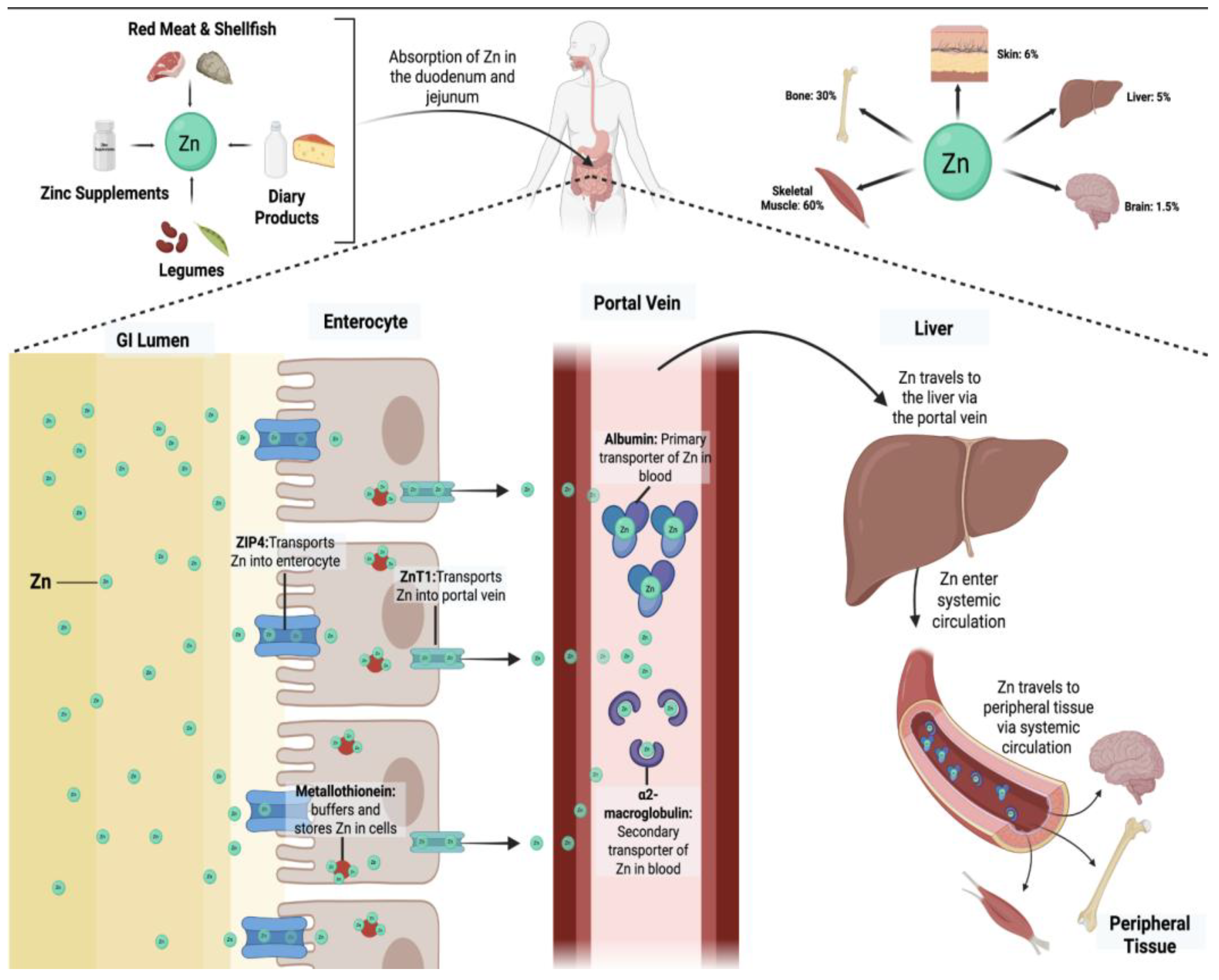 glutathione high or low in acetaminophen overdose usmle forums How acetaminophen is metabolized in the liver