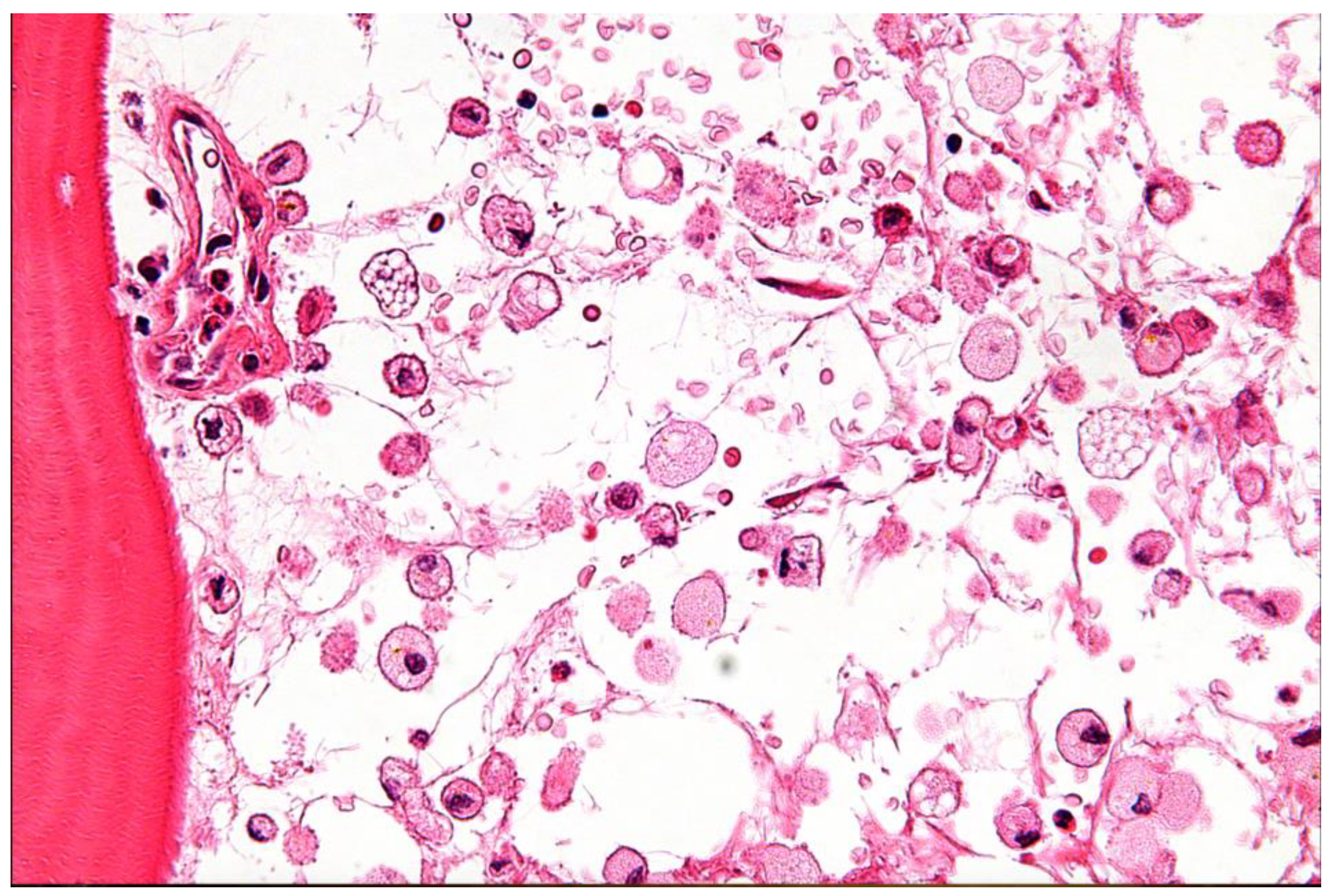 Preprints 166759 g005