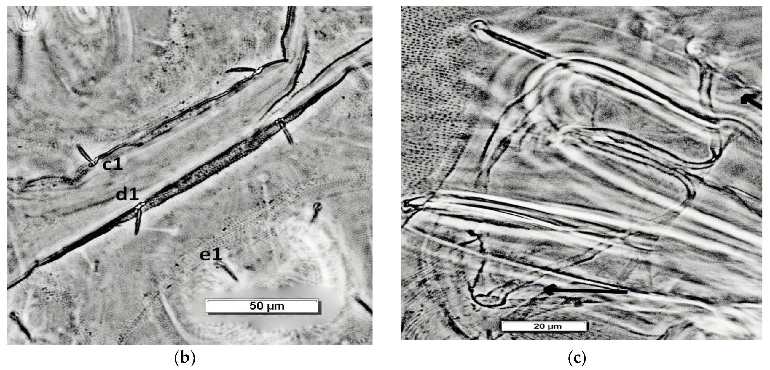 Preprints 208540 g001b