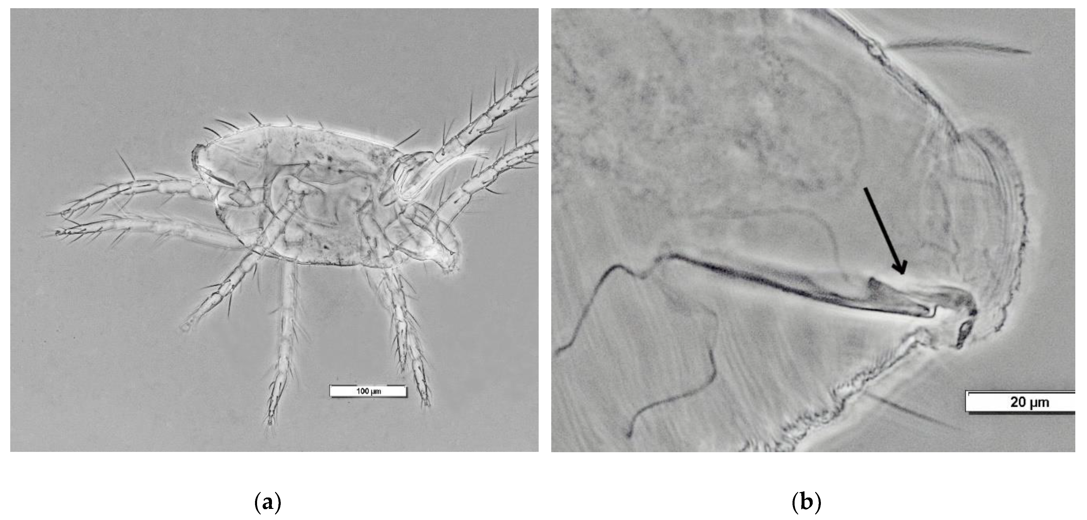 Preprints 208540 g002