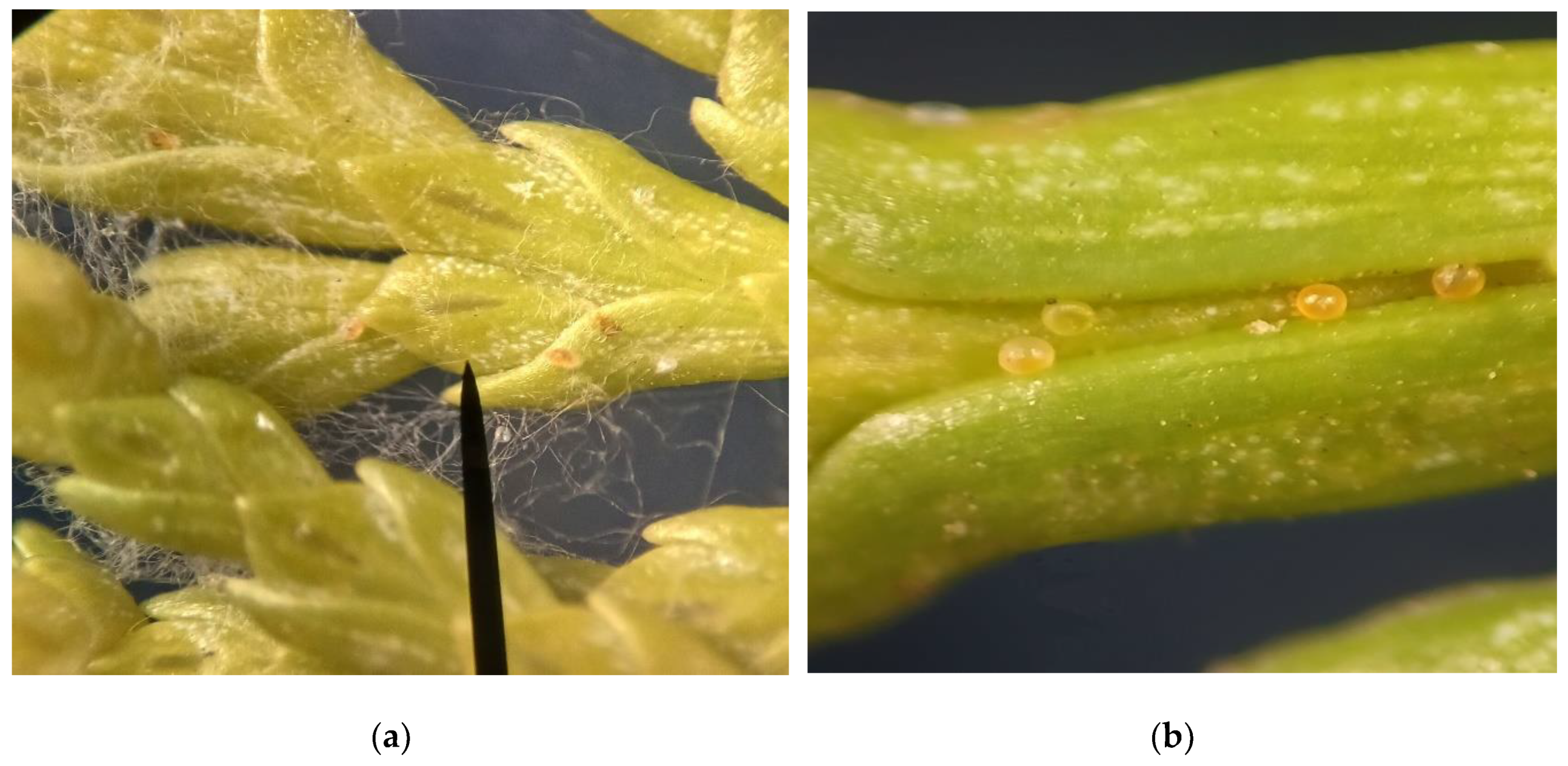 Preprints 208540 g003