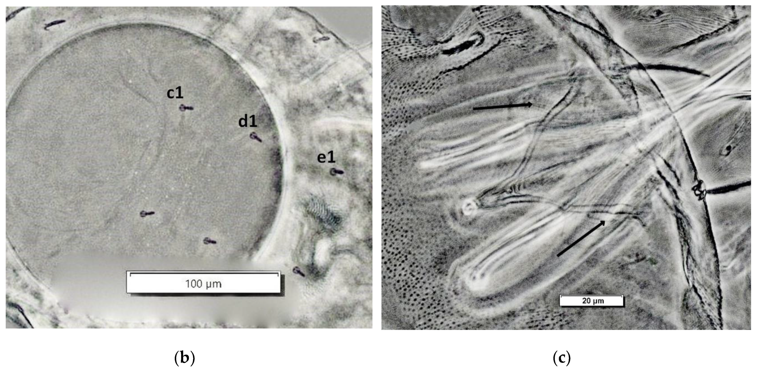 Preprints 208540 g004b