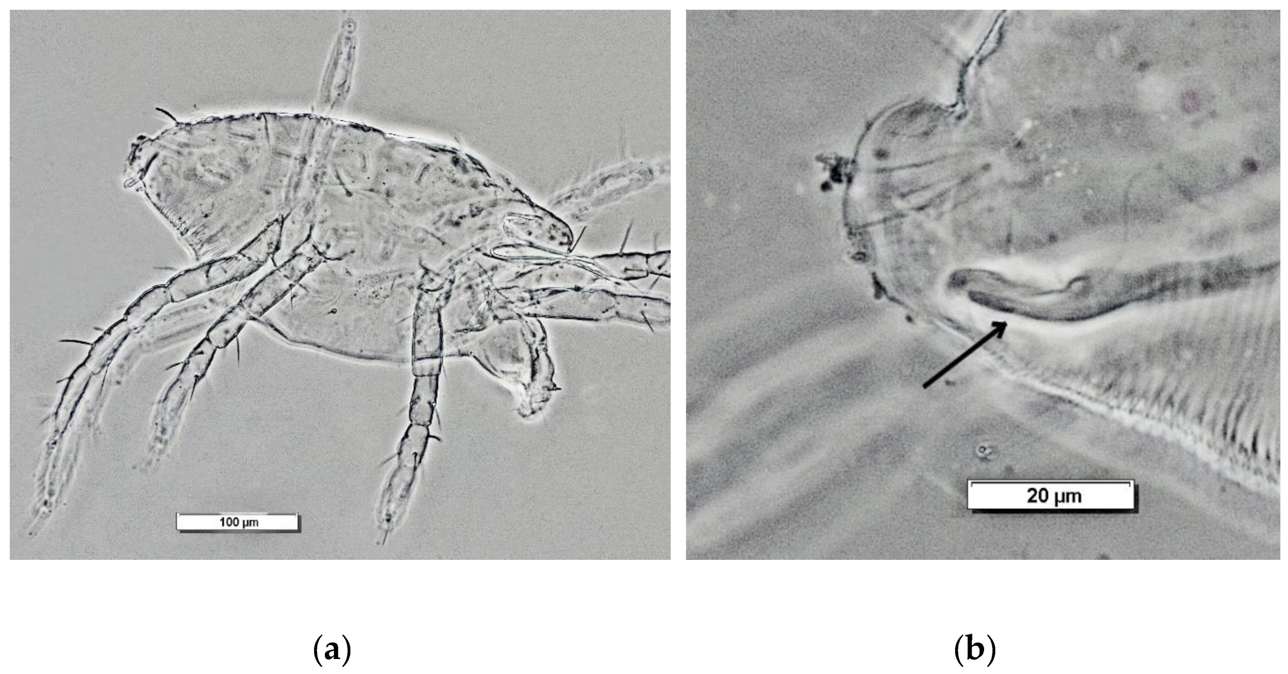 Preprints 208540 g005